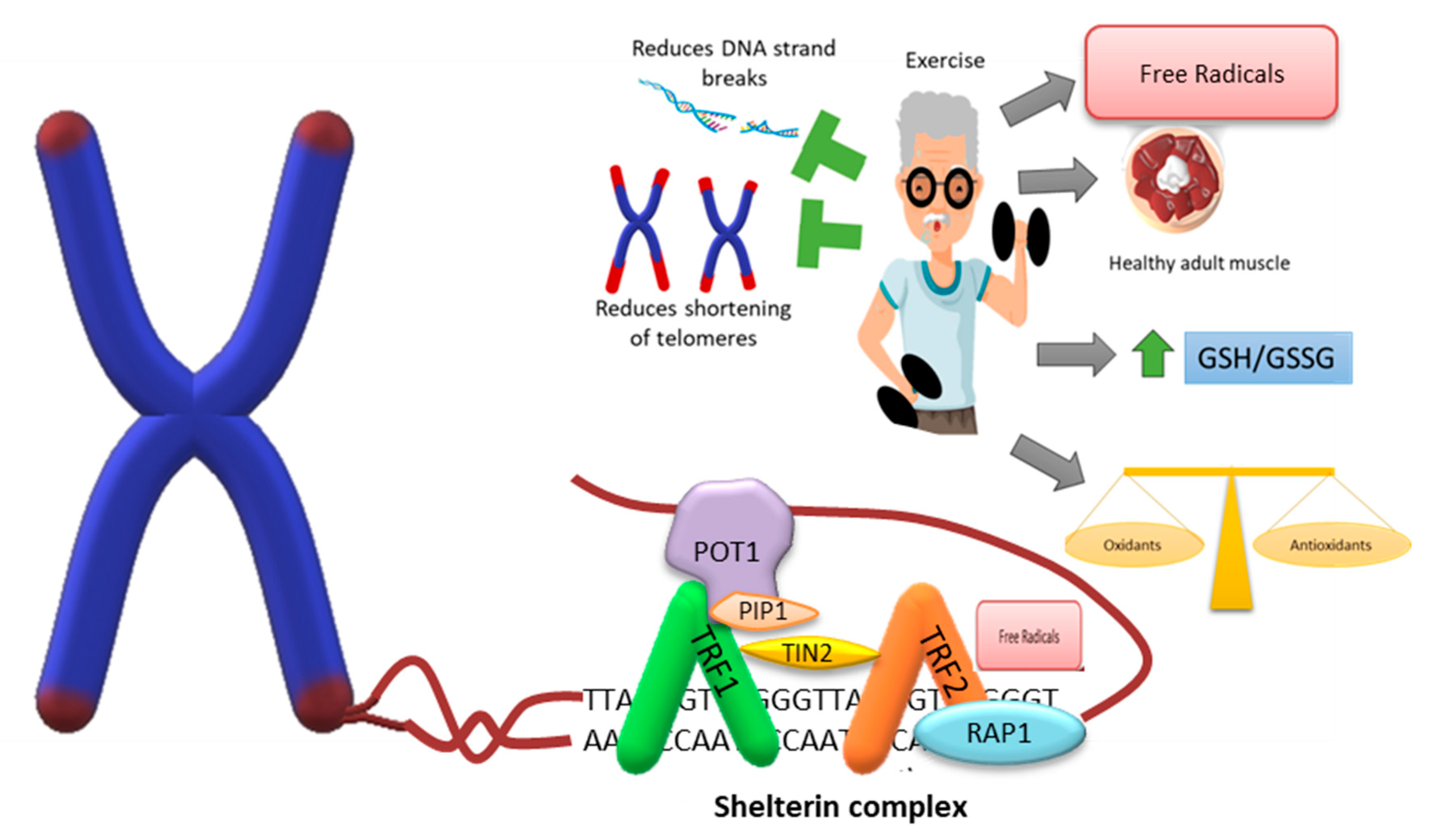 Biomedicines | Free Full-Text | Aging, Physical Exercise, Telomeres, and  Sarcopenia: A Narrative Review