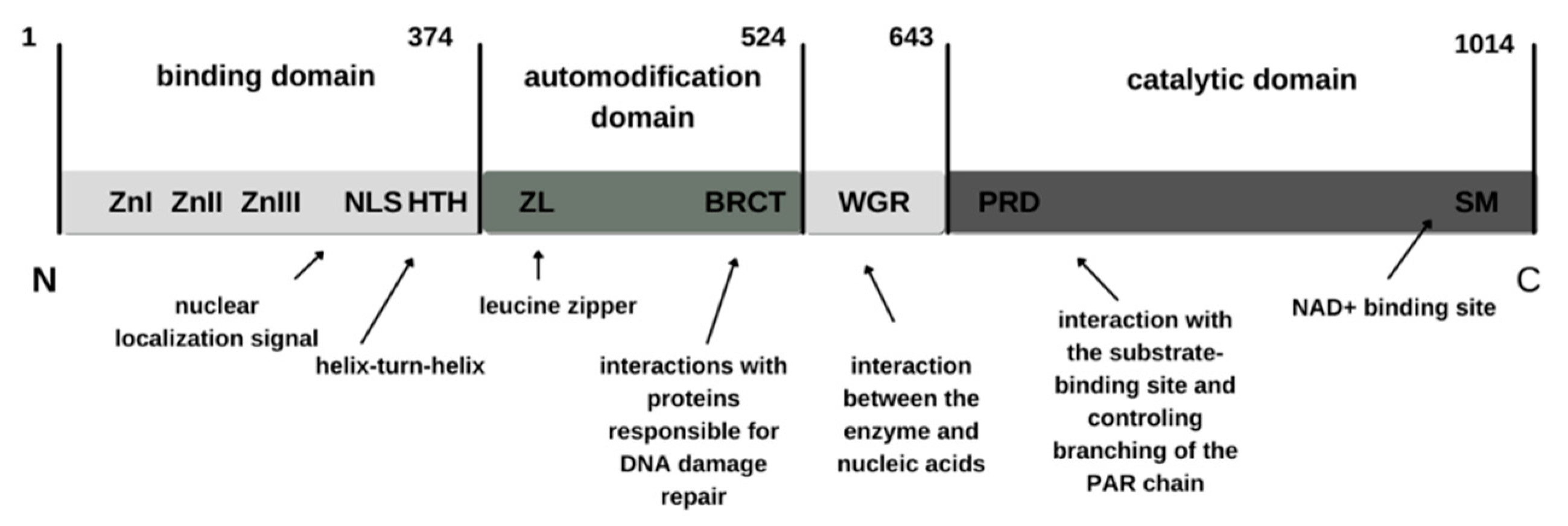 Biomedicines 11 00602 g001