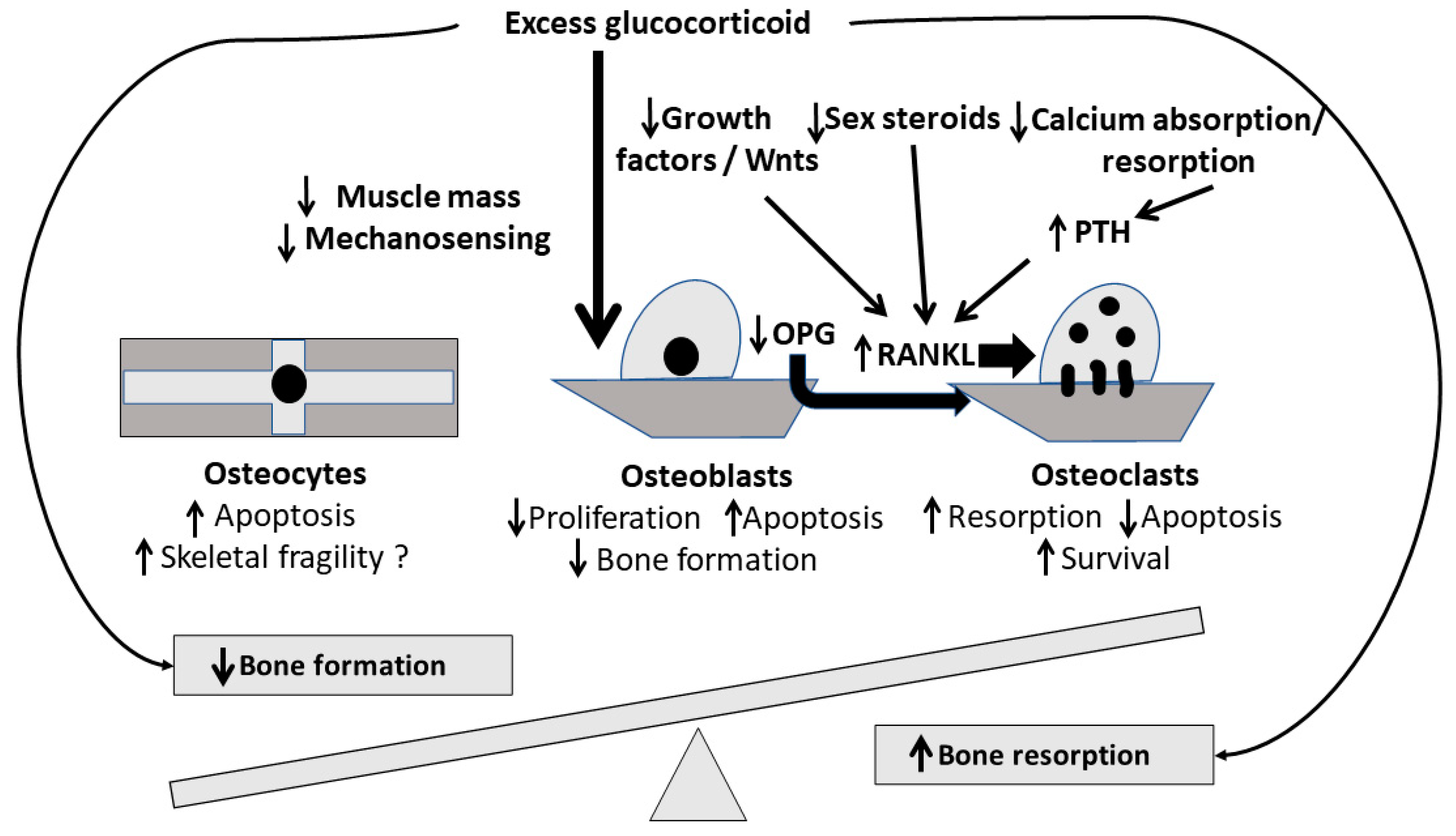 Biomedicines 11 00603 g001