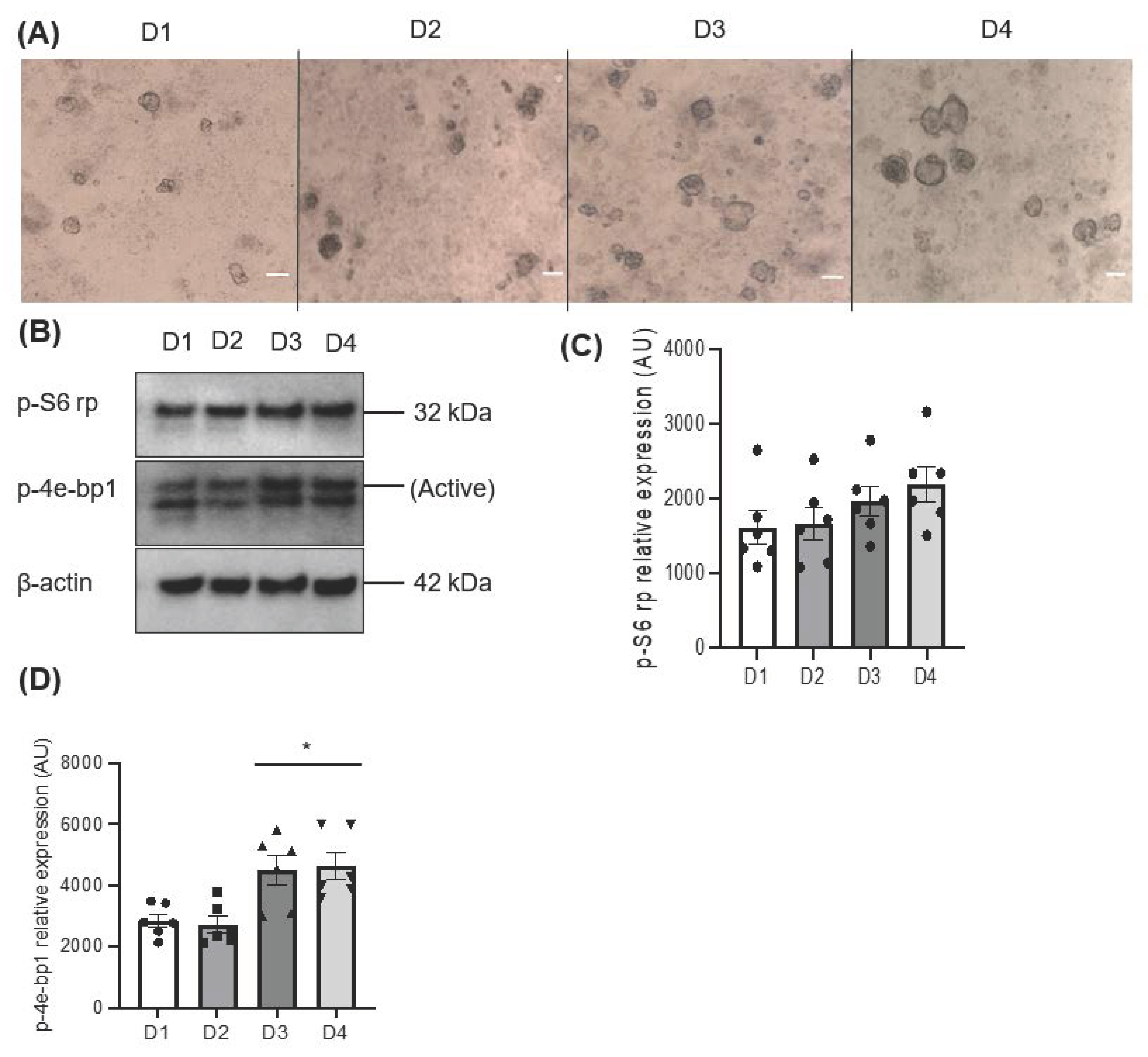 Biomedicines 11 00604 g001 Biomedicines 11 00604 g001