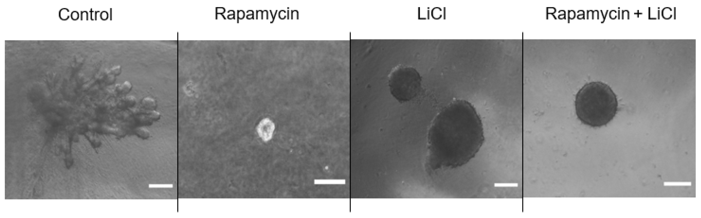 Biomedicines 11 00604 g004 Biomedicines 11 00604 g004
