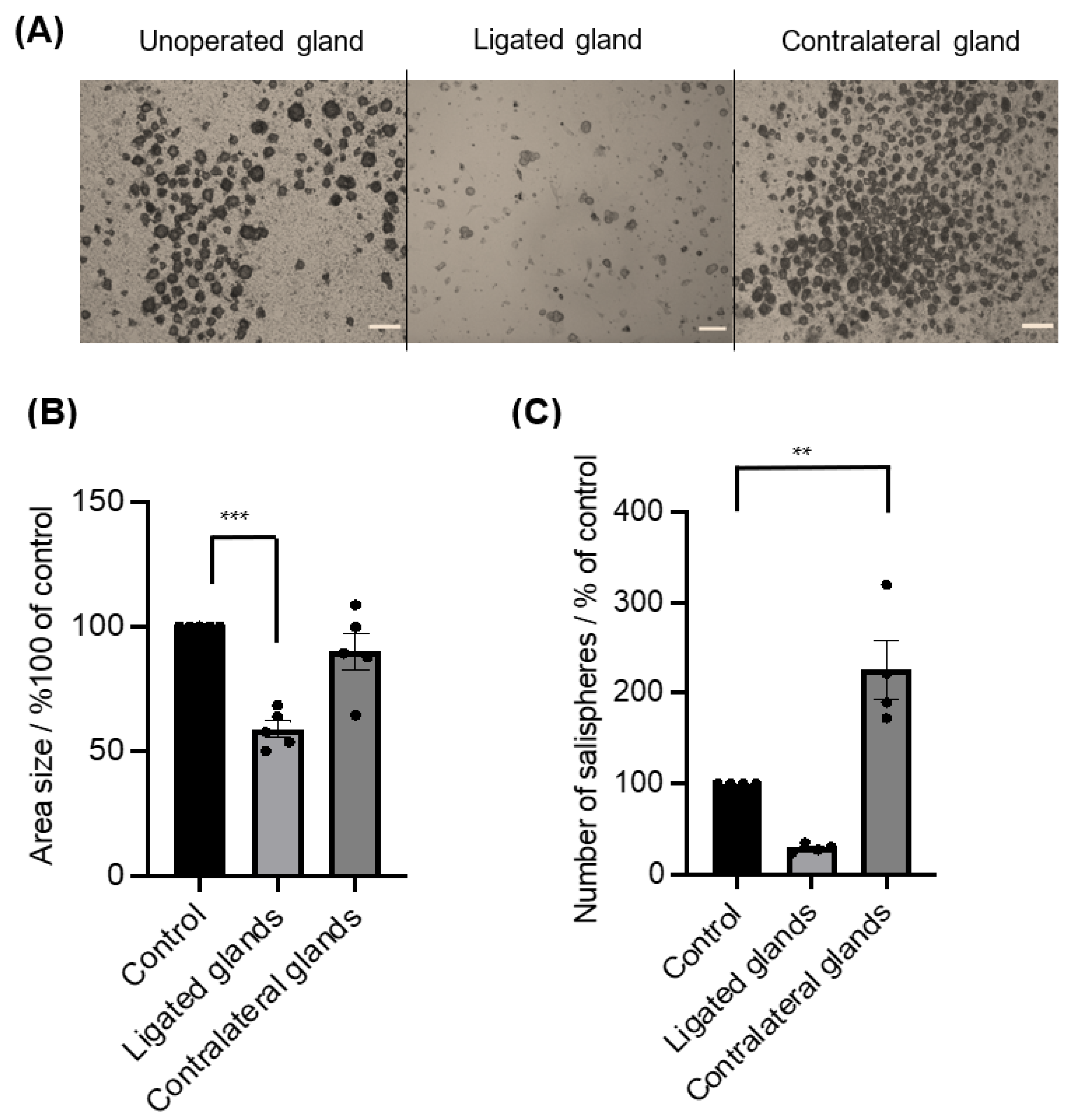 Biomedicines 11 00604 g005 Biomedicines 11 00604 g005
