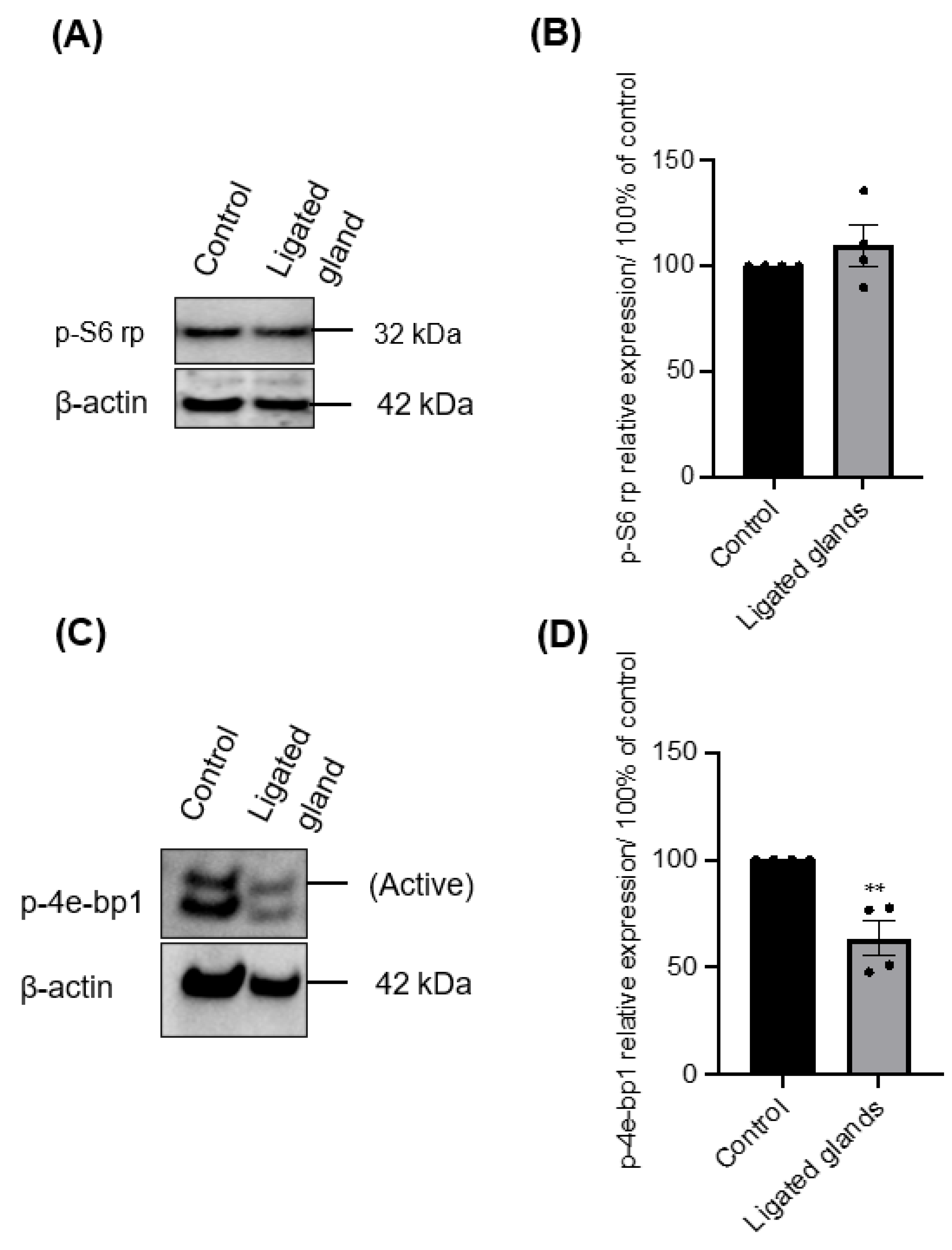 Biomedicines 11 00604 g007 Biomedicines 11 00604 g007