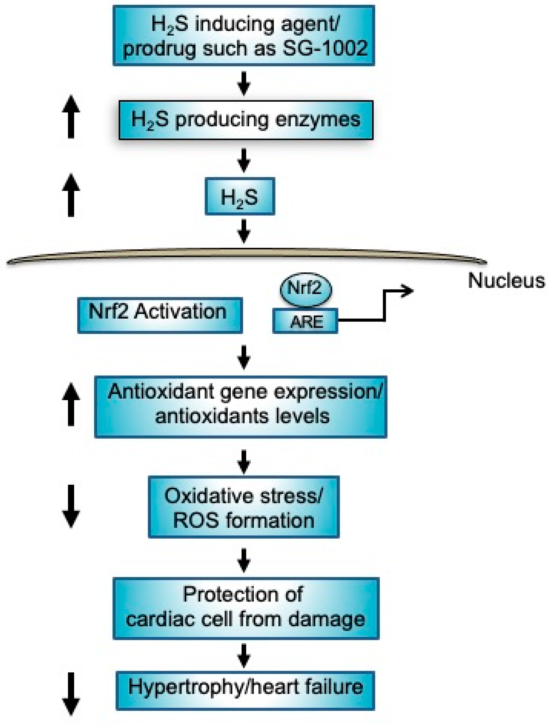 Biomedicines 11 00612 g008 Biomedicines 11 00612 g008