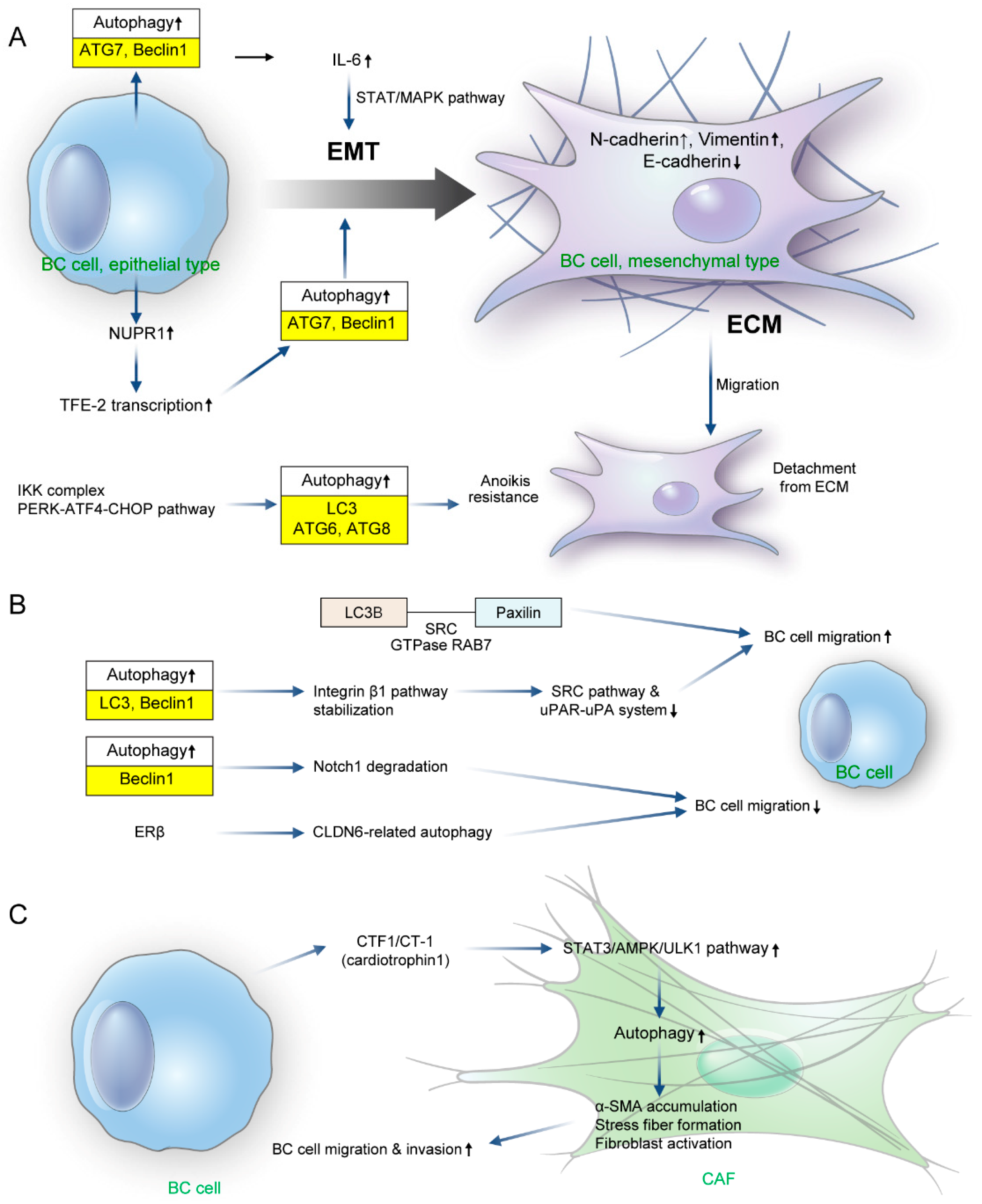 Biomedicines 11 00618 g001