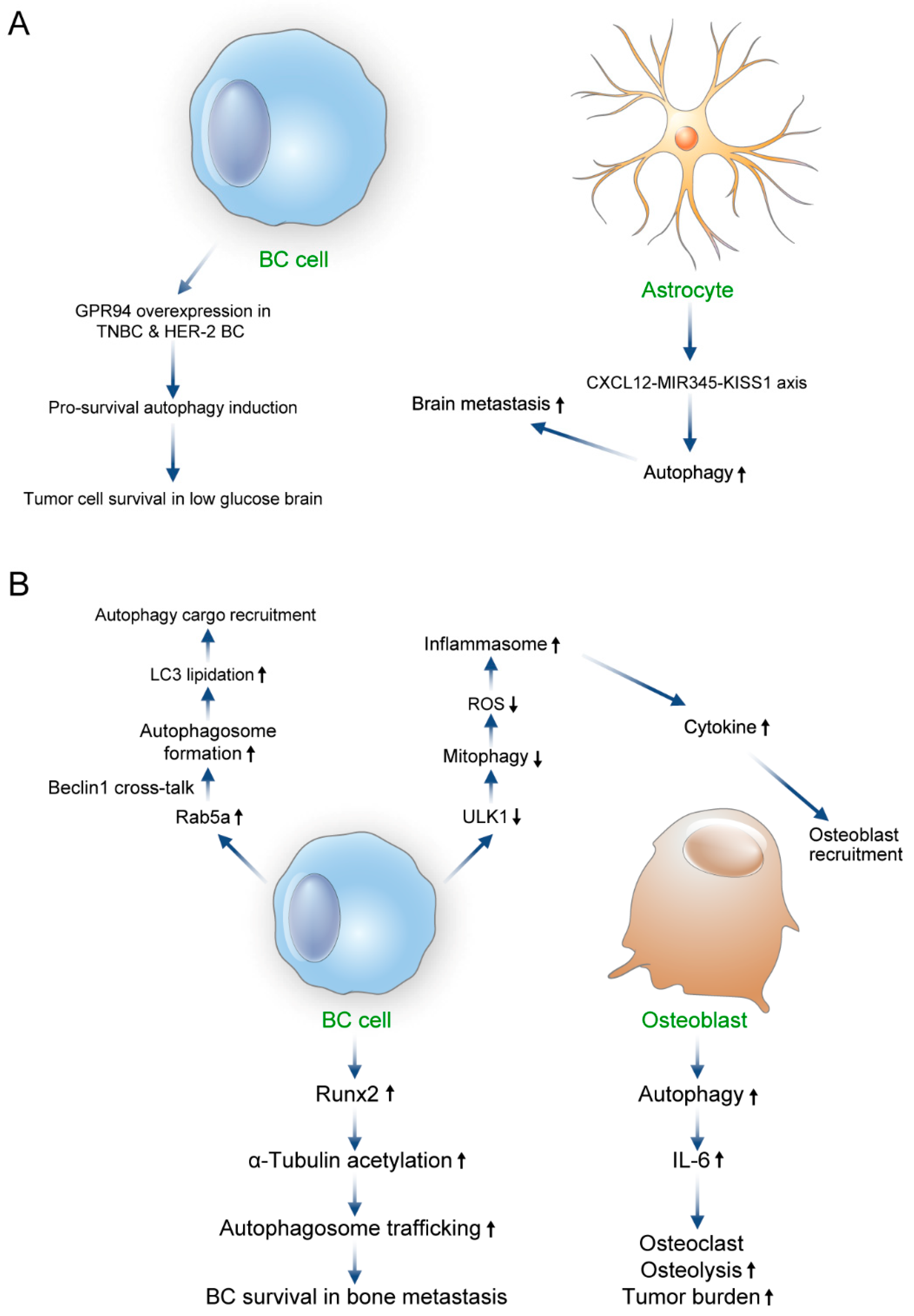 Biomedicines 11 00618 g003