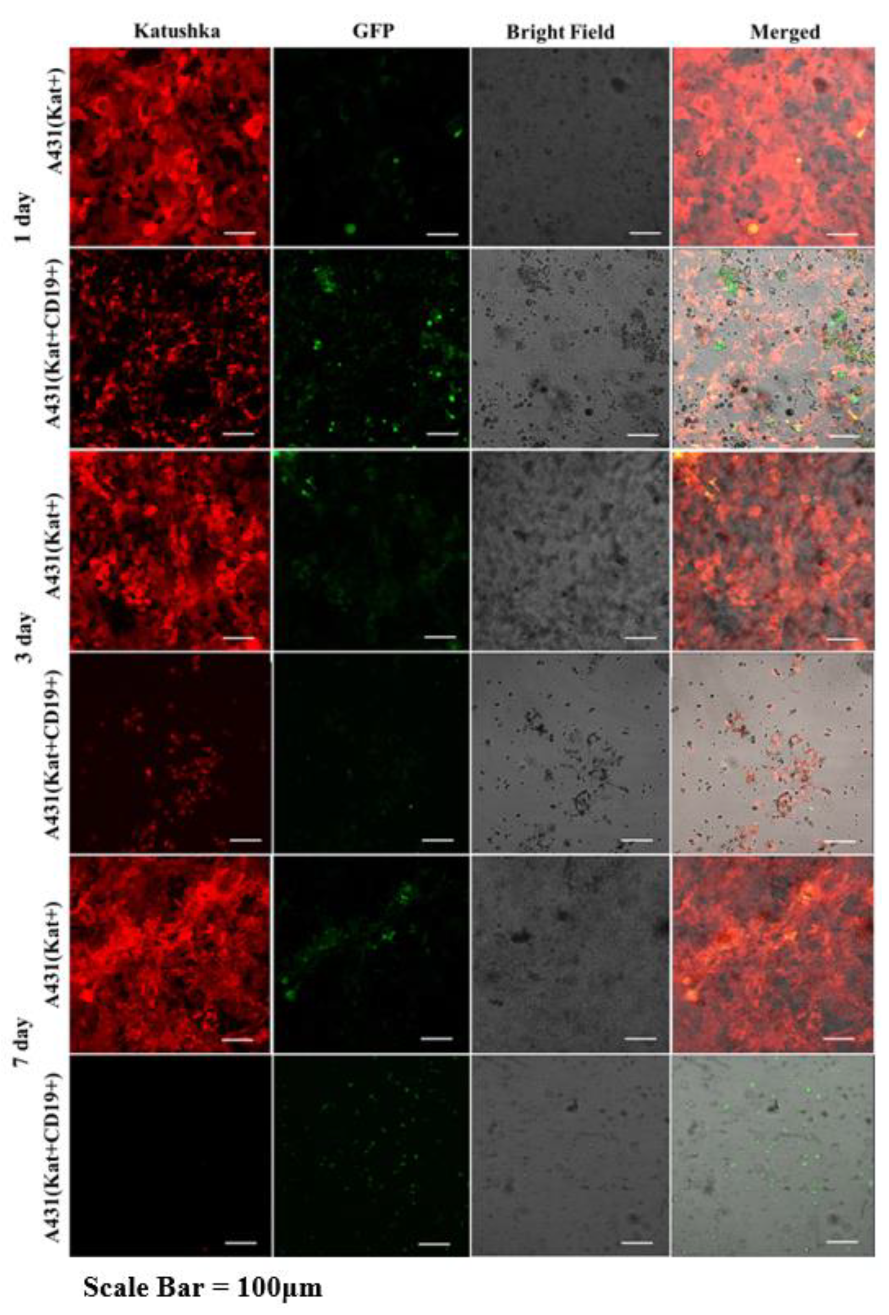 Biomedicines 11 00626 g013 Biomedicines 11 00626 g013