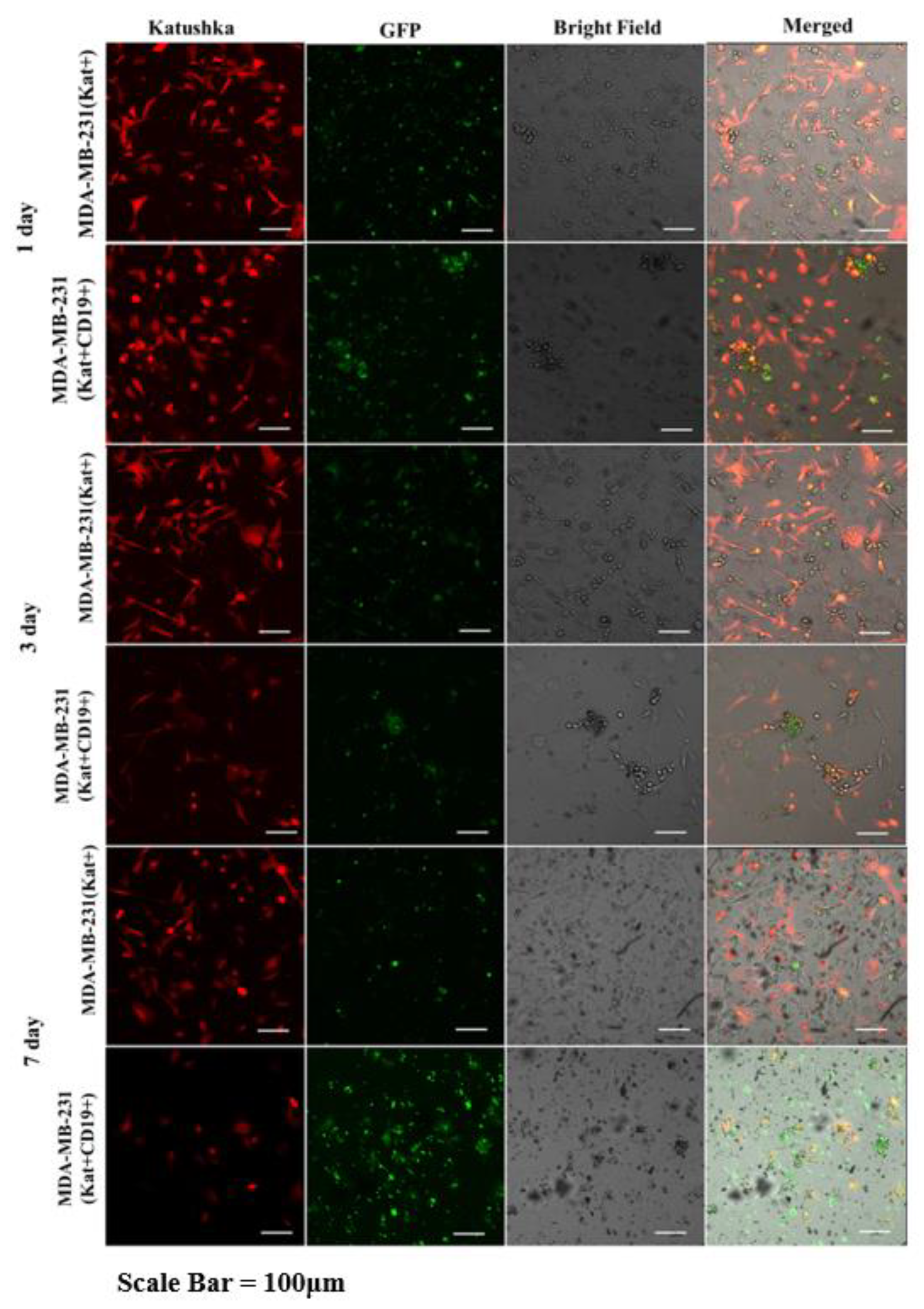 Biomedicines 11 00626 g014 Biomedicines 11 00626 g014