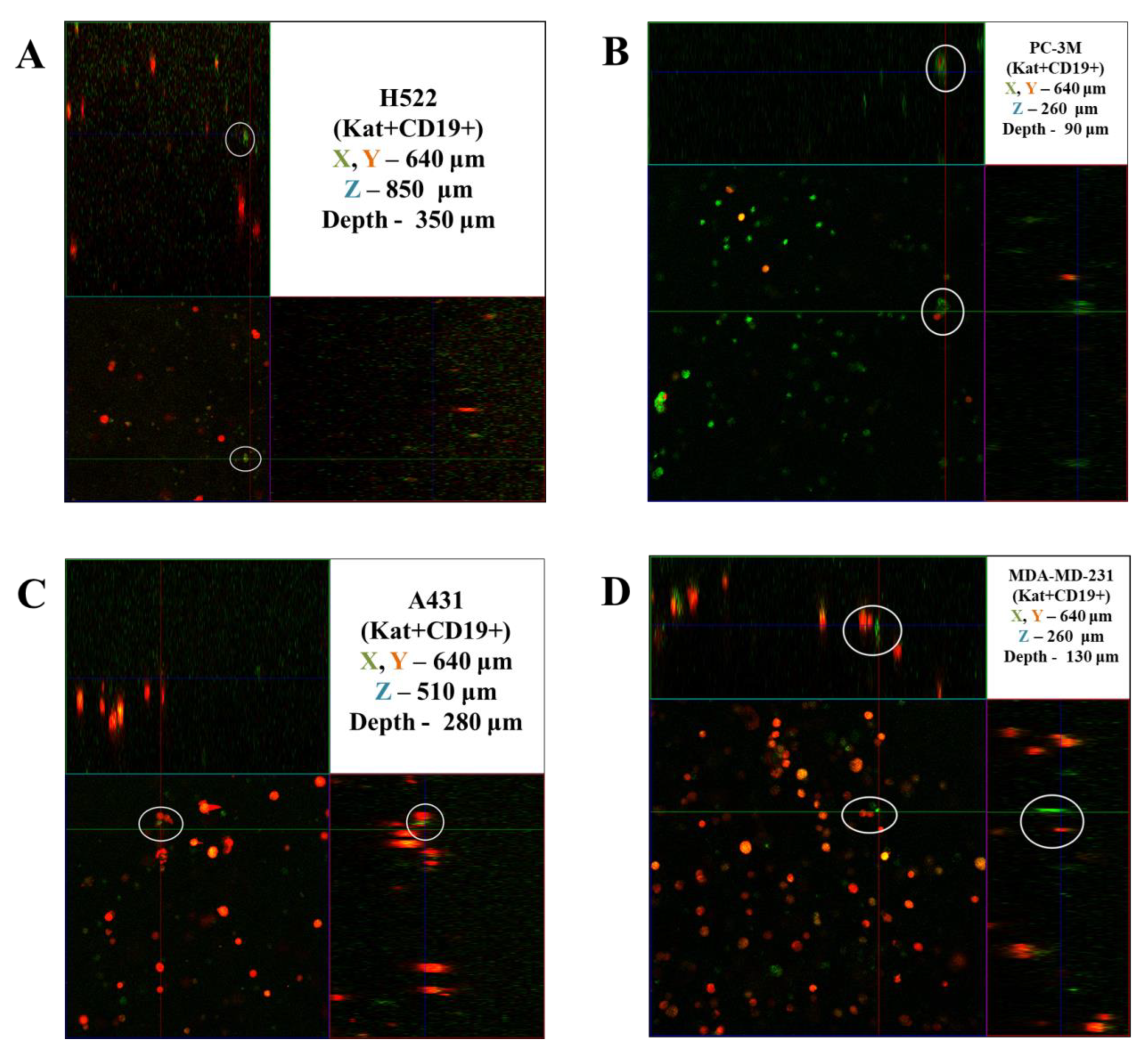 Biomedicines 11 00626 g015 Biomedicines 11 00626 g015