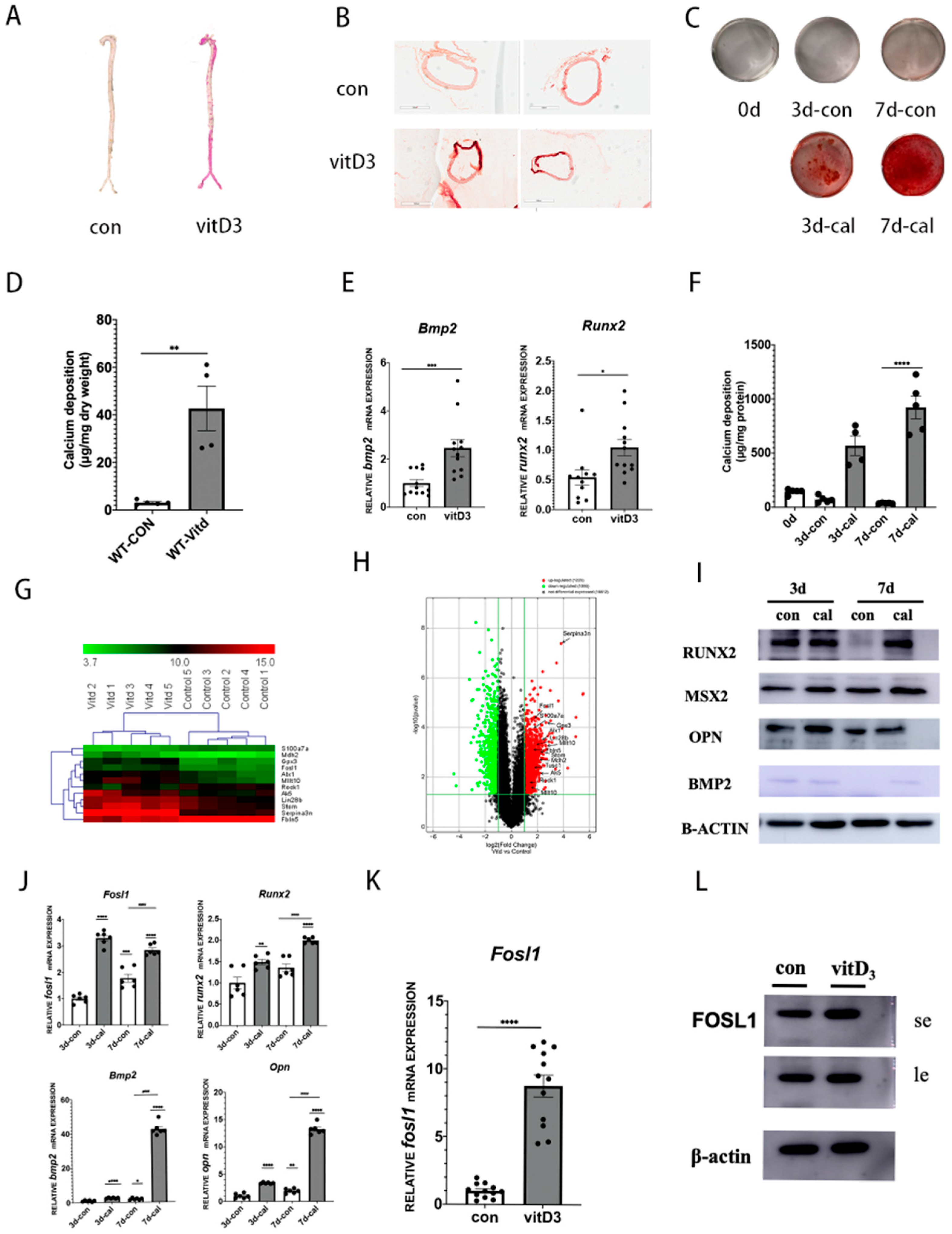 Biomedicines 11 00635 g001