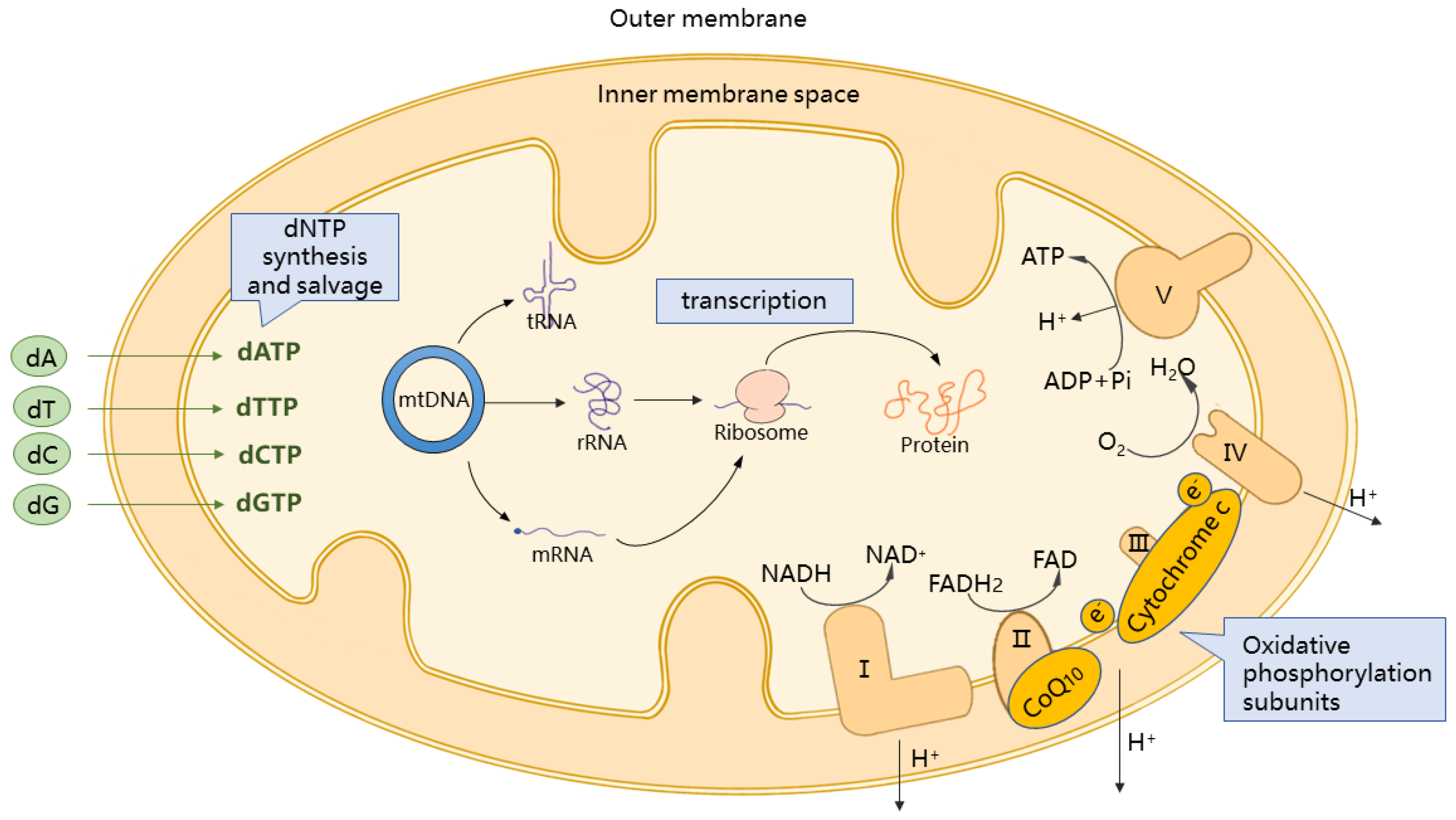 Biomedicines 11 00647 g001 Biomedicines 11 00647 g001
