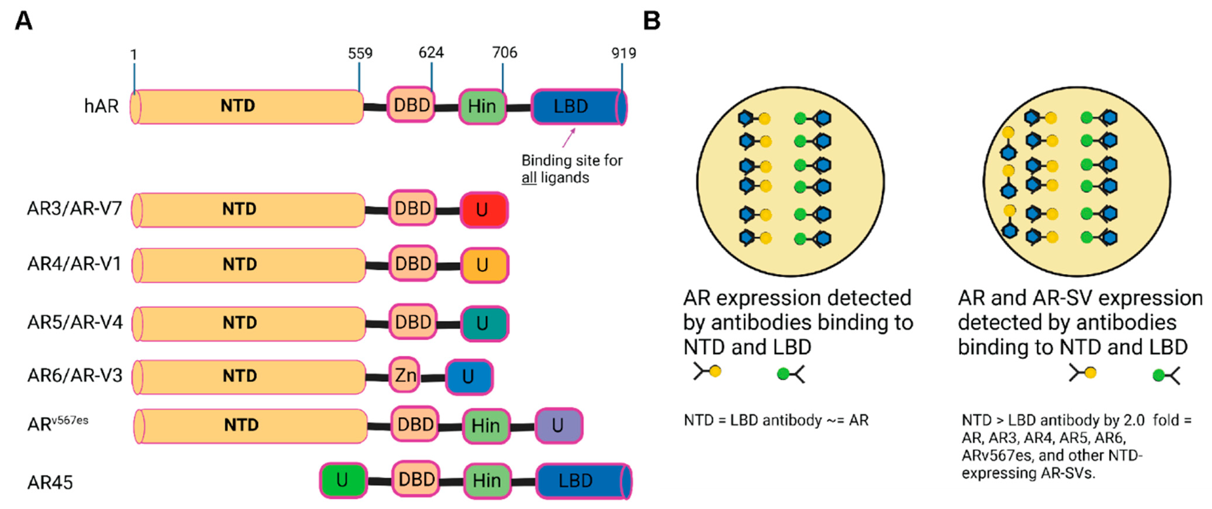Biomedicines 11 00648 g001 Biomedicines 11 00648 g001
