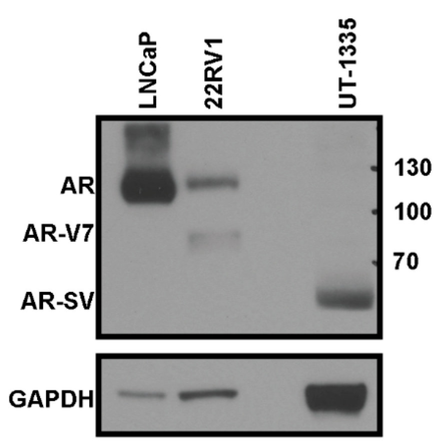 Biomedicines 11 00648 g002 Biomedicines 11 00648 g002