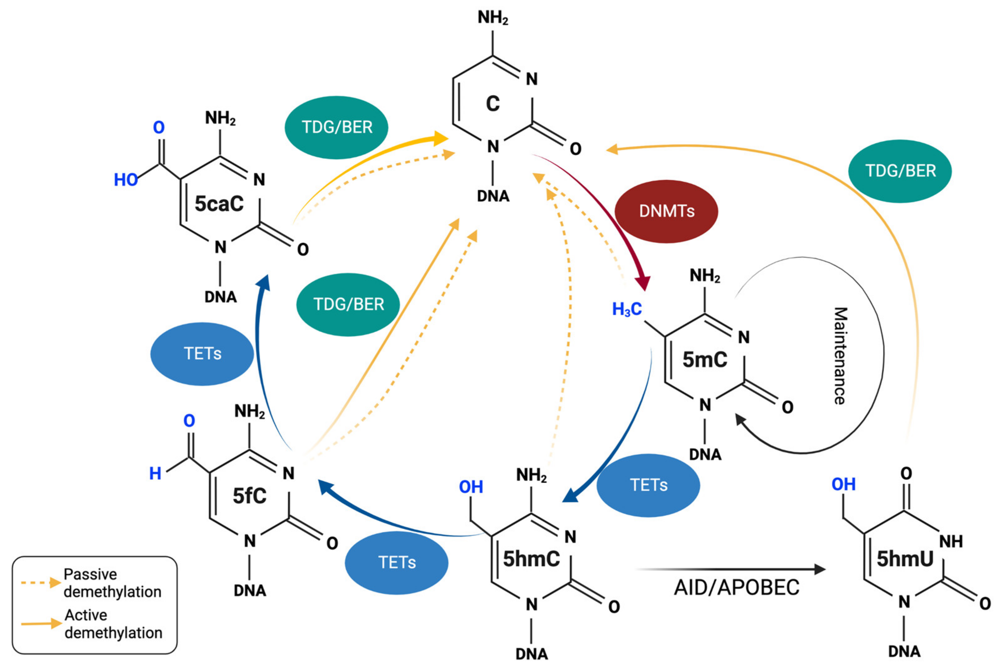 Biomedicines 11 00654 g001 Biomedicines 11 00654 g001