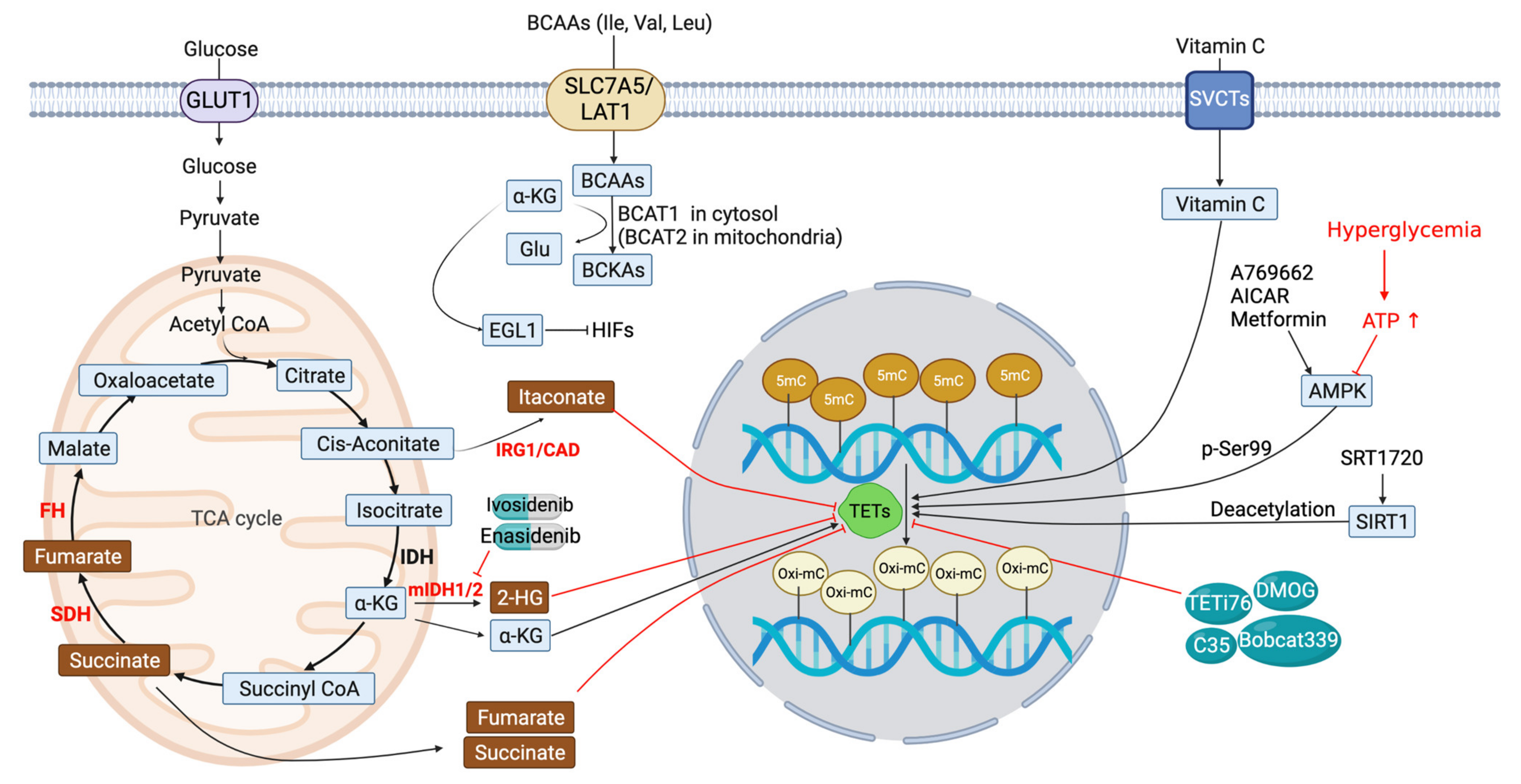 Biomedicines 11 00654 g003 Biomedicines 11 00654 g003