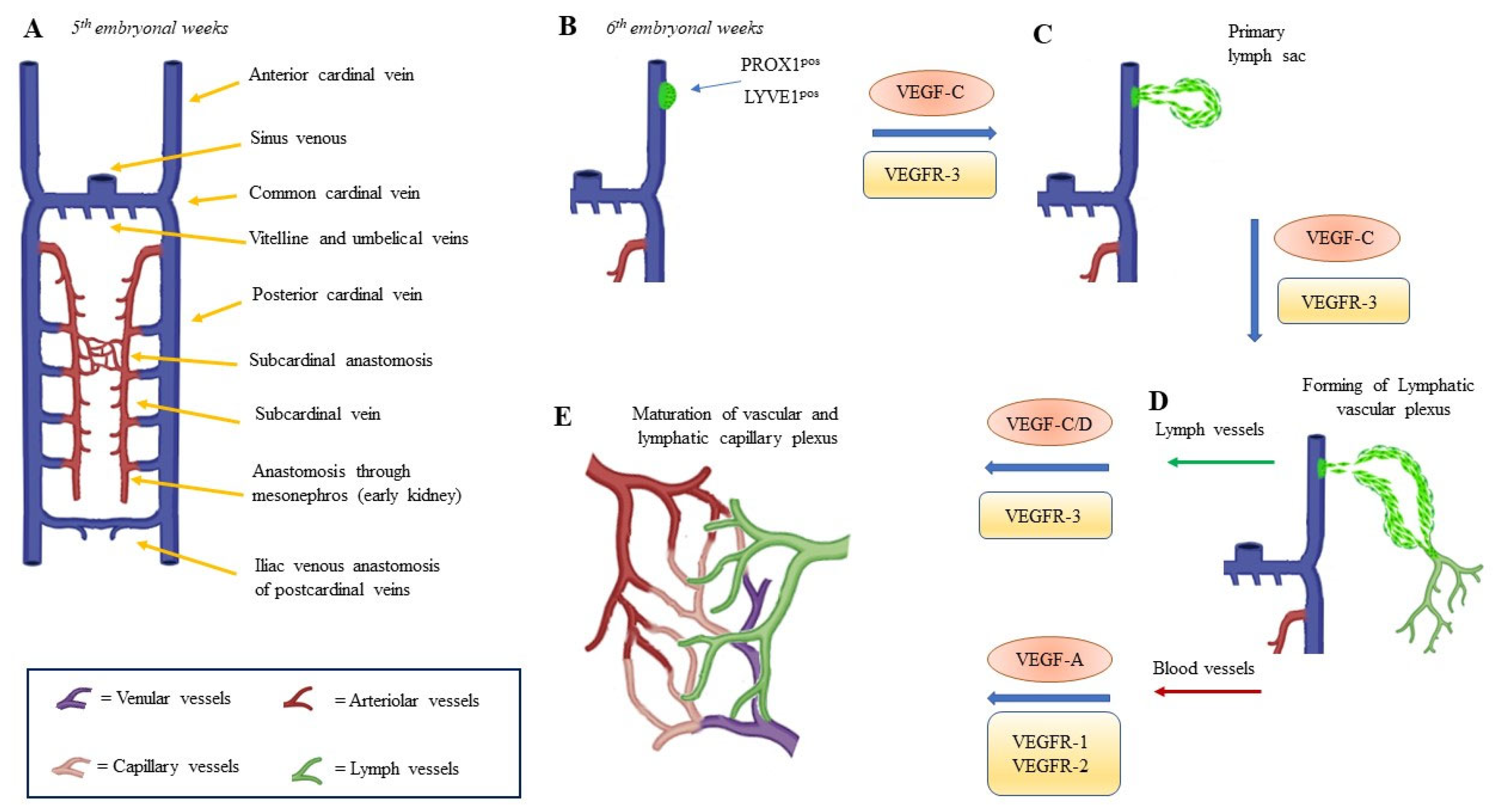 Biomedicines 11 00656 g001 Biomedicines 11 00656 g001
