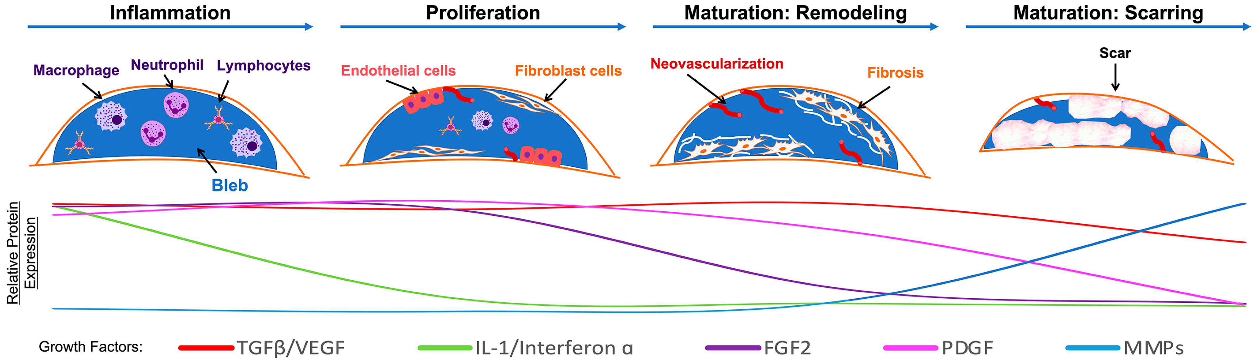 Biomedicines 11 00657 g001
