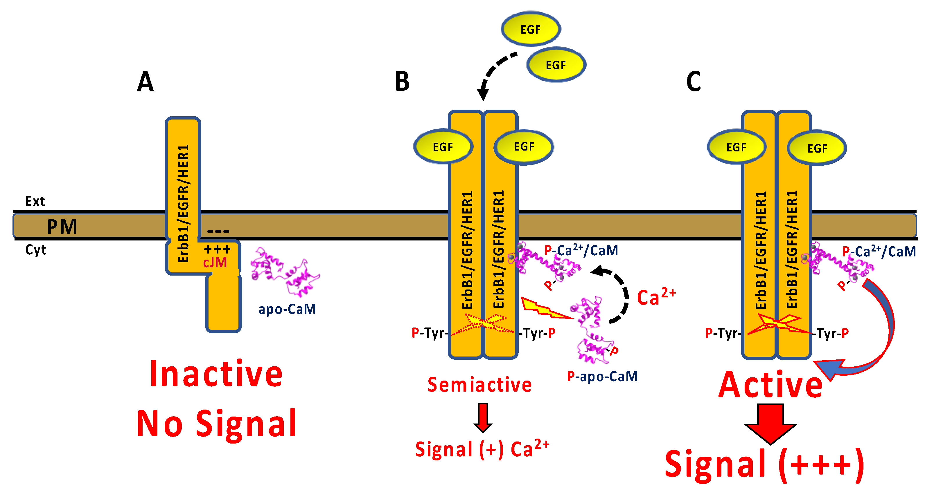 Biomedicines 11 00661 g001