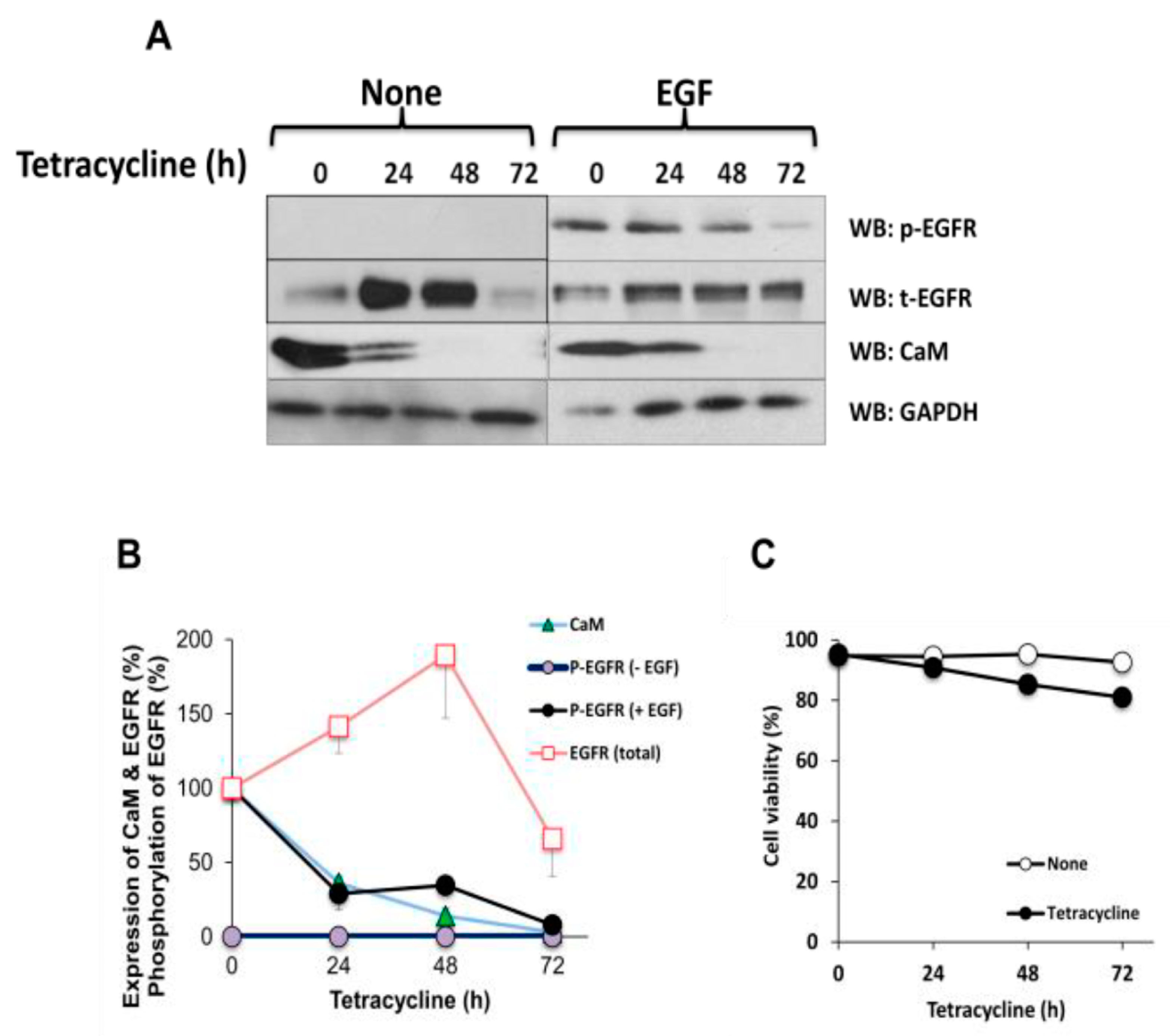 Biomedicines 11 00661 g003
