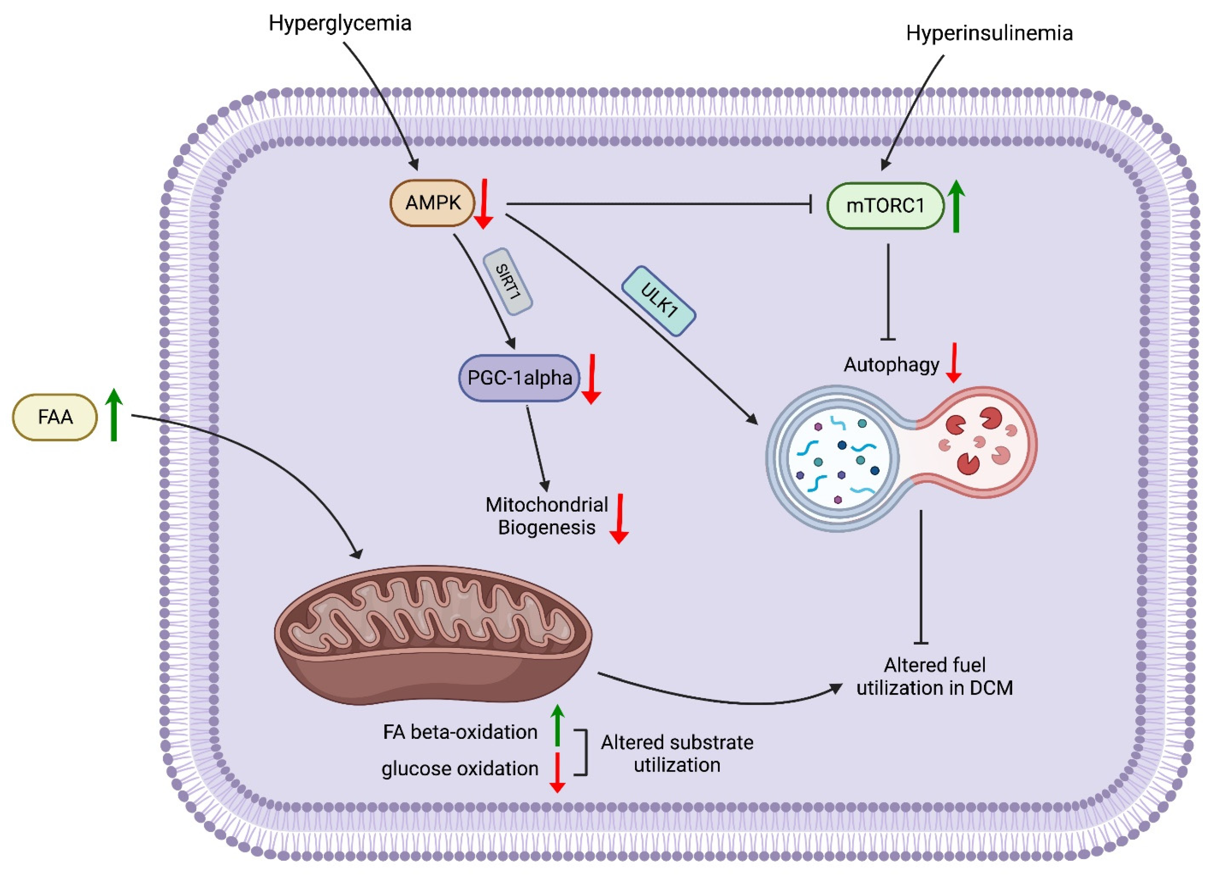 Biomedicines 11 00662 g001 Biomedicines 11 00662 g001