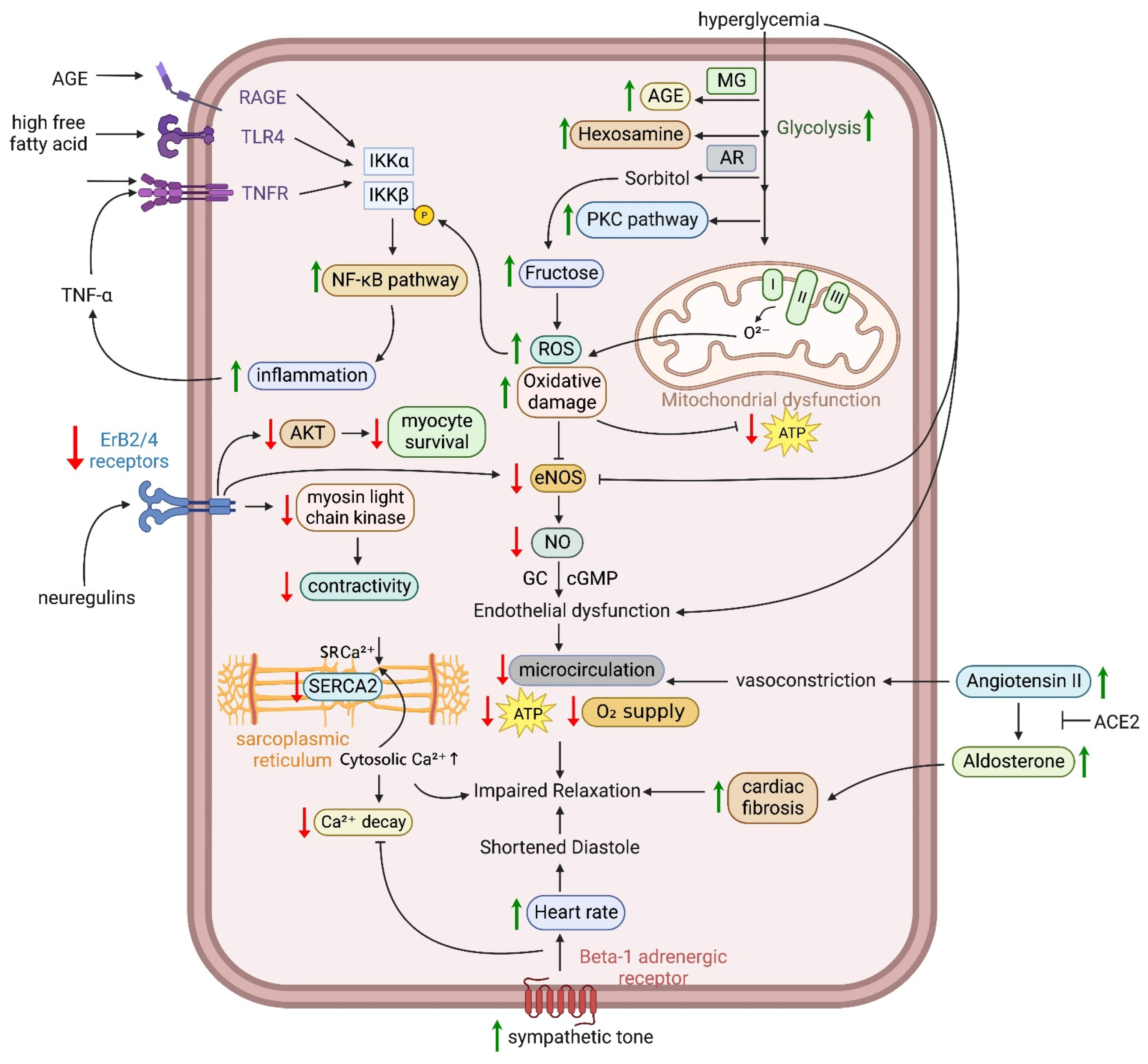 Biomedicines 11 00662 g002 Biomedicines 11 00662 g002