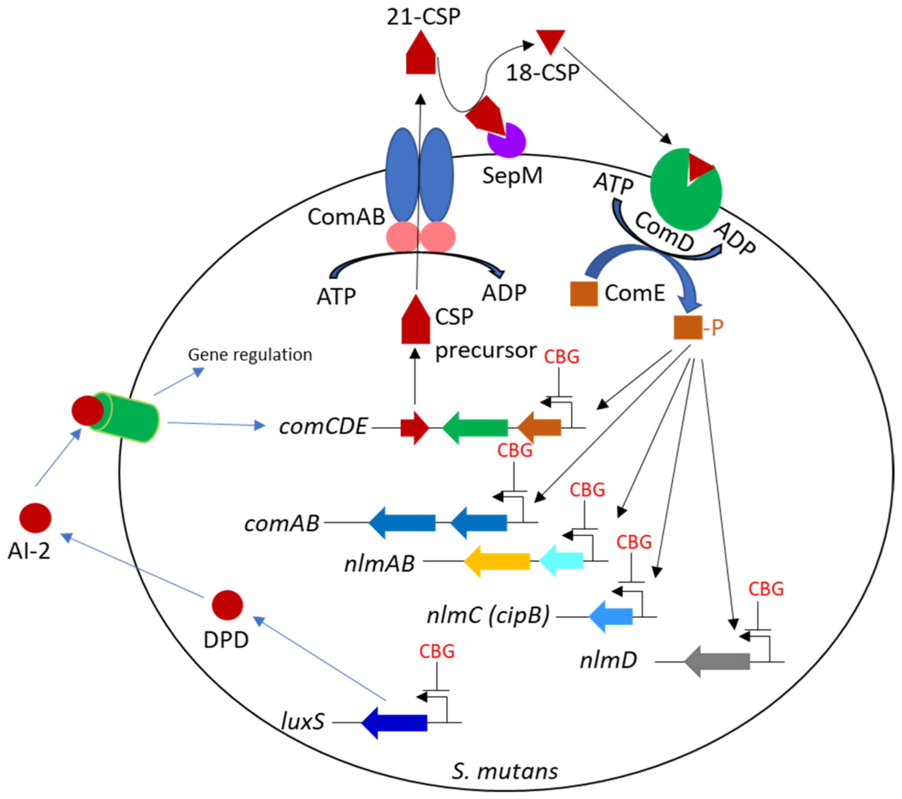 Biomedicines 11 00668 g011 Biomedicines 11 00668 g011
