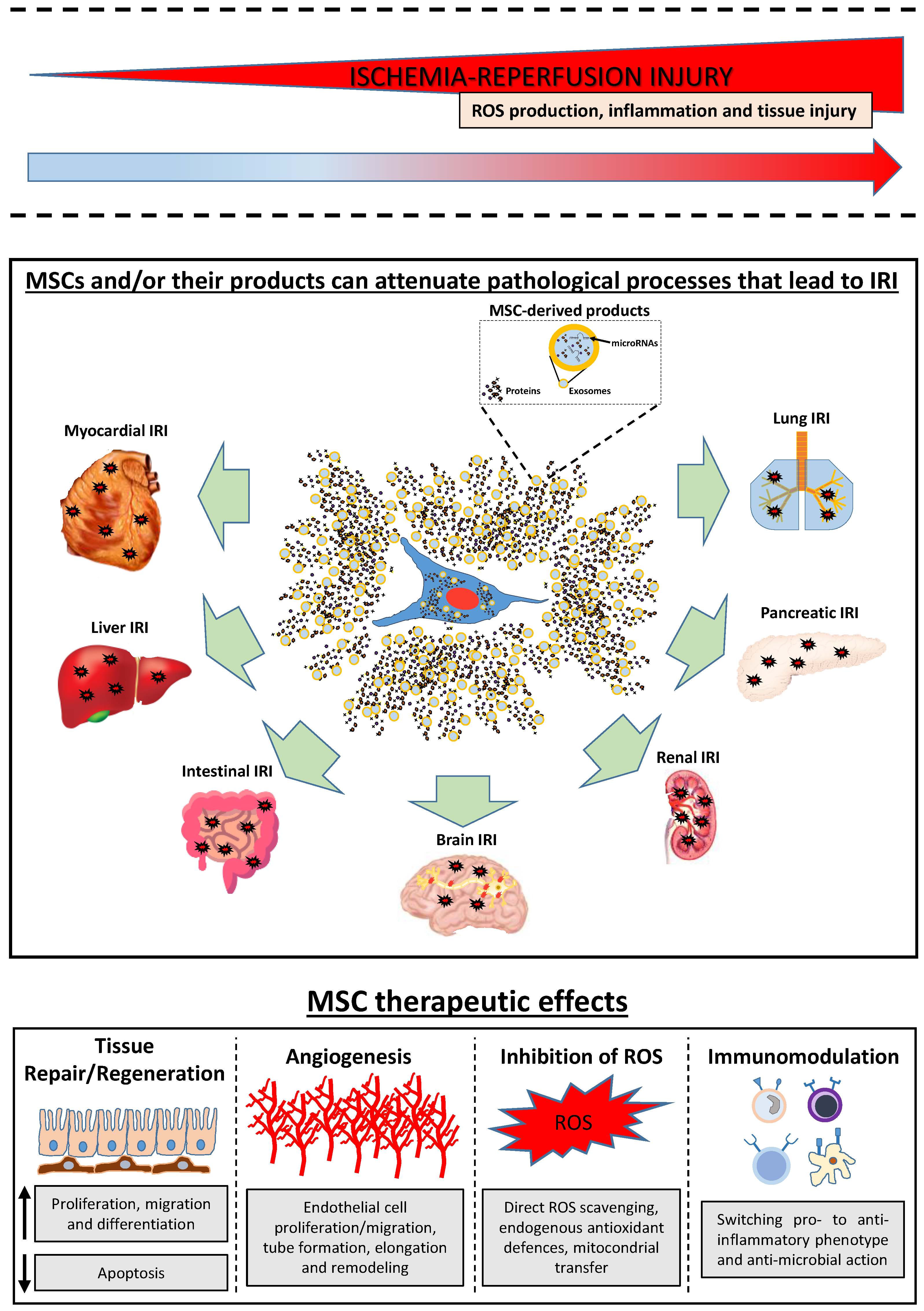 Biomedicines 11 00689 g001