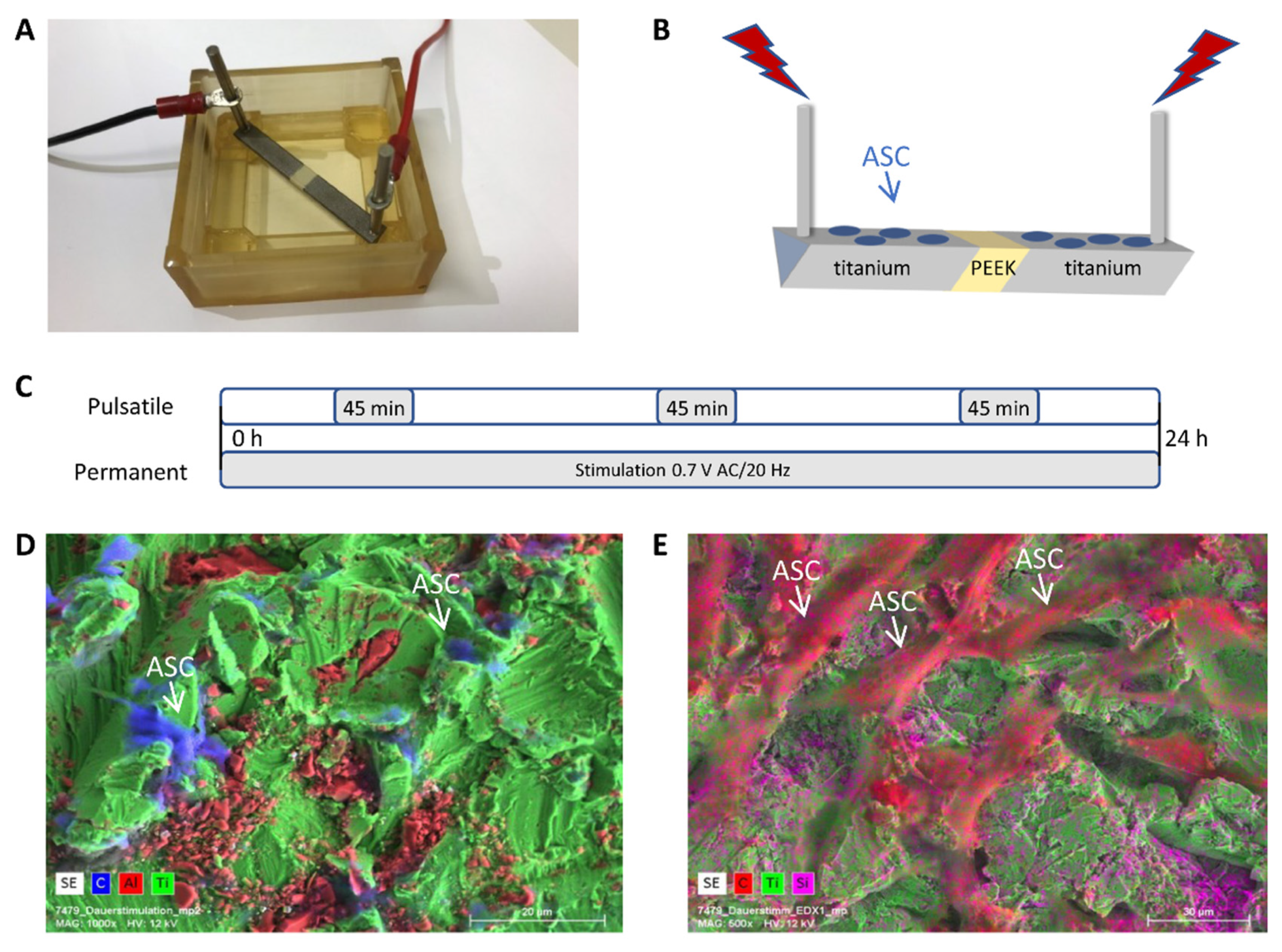 Biomedicines 11 00697 g001 Biomedicines 11 00697 g001