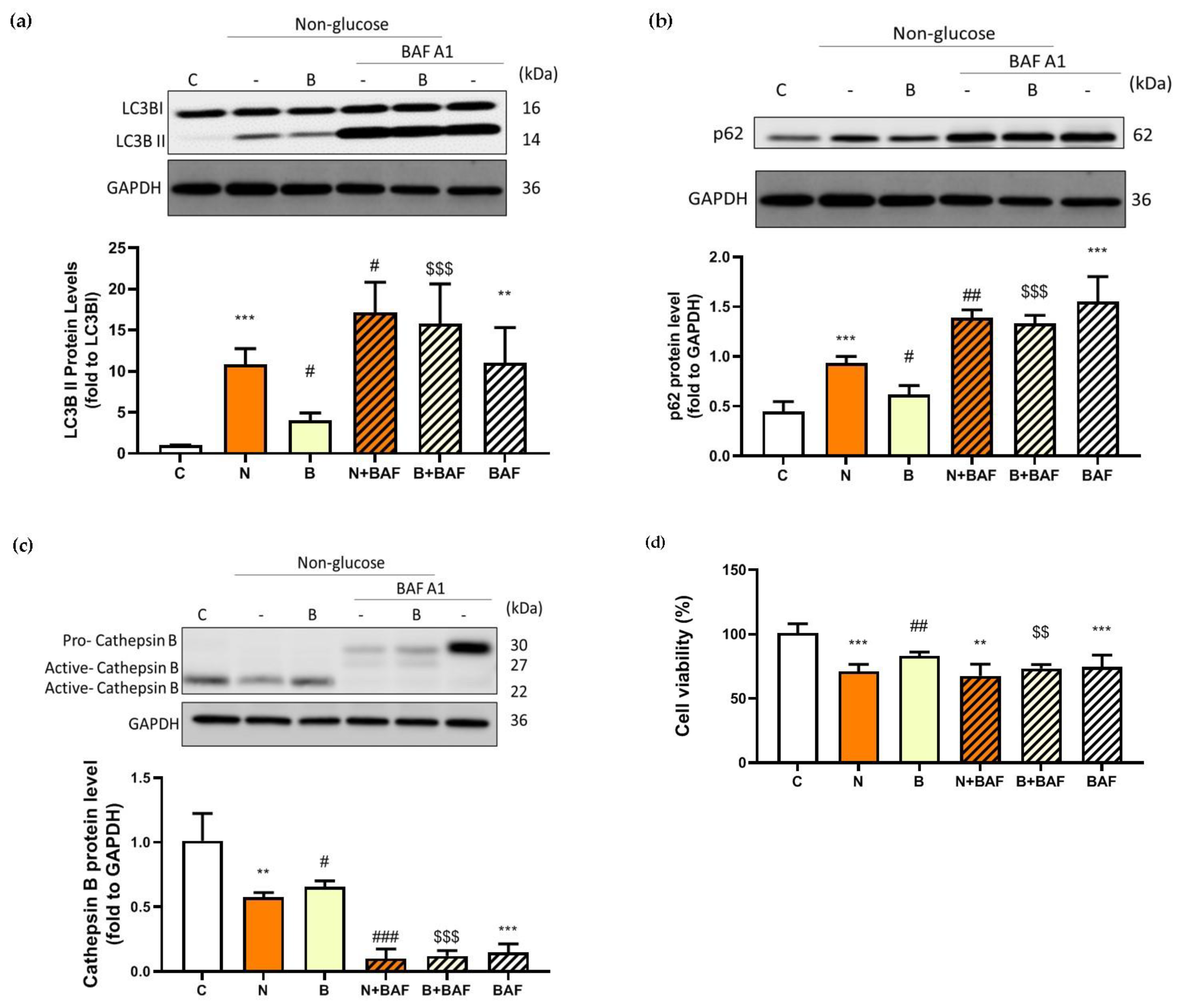 Biomedicines 11 00698 g004a Biomedicines 11 00698 g004a