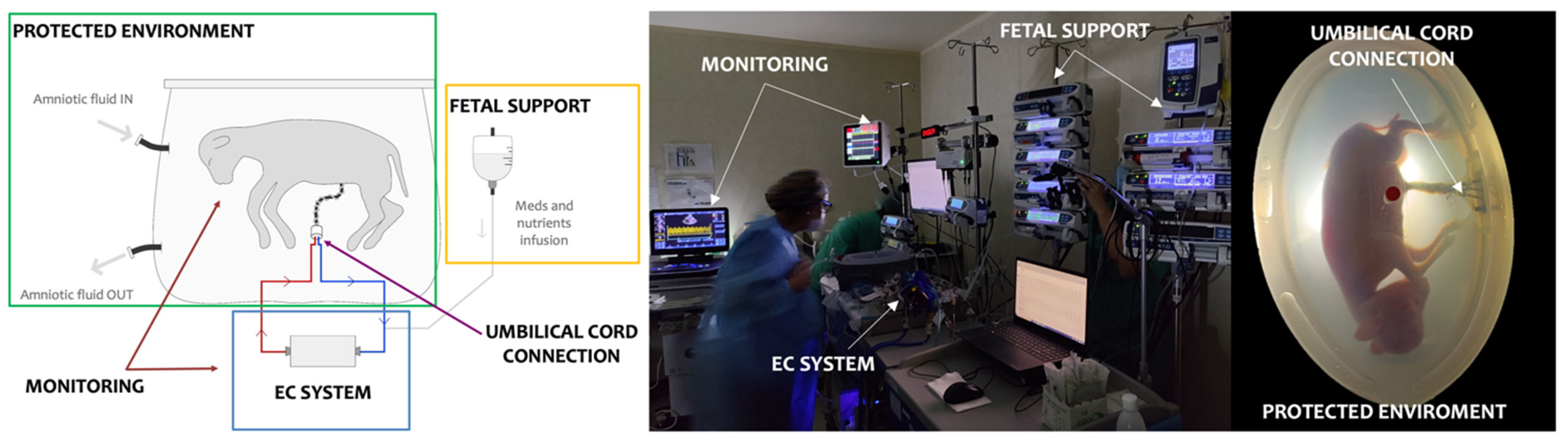 Biomedicines 11 00702 g001