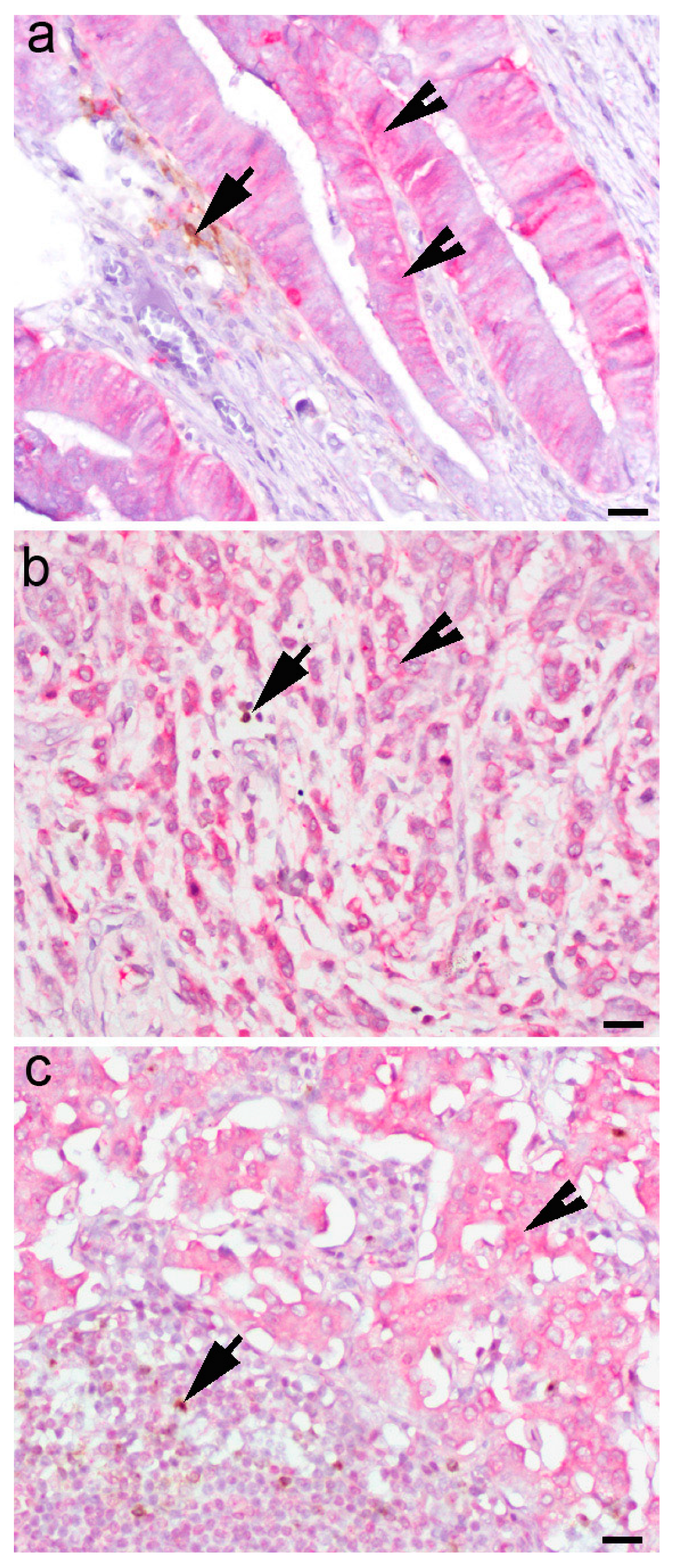 Biomedicines 11 00709 g002
