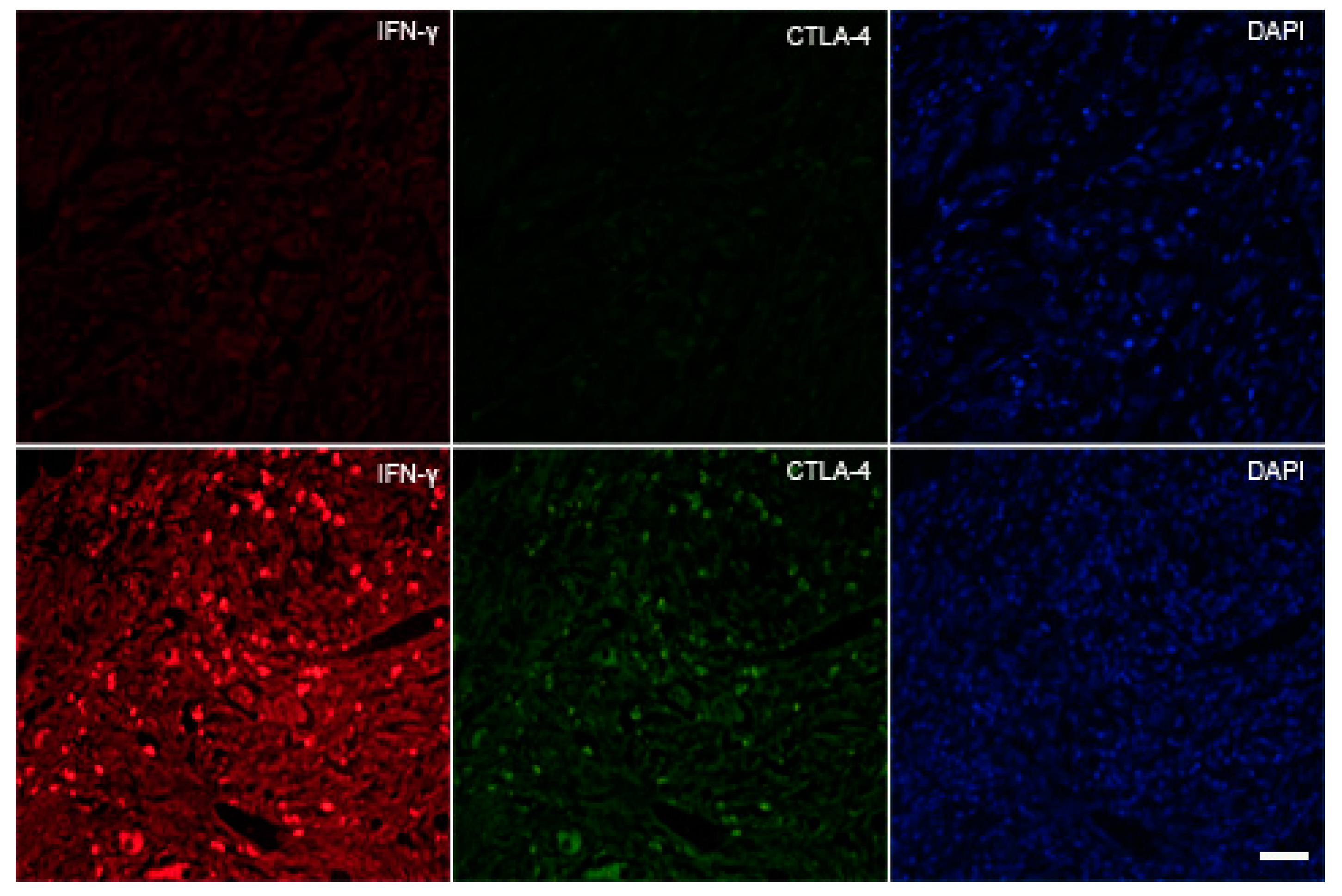 Biomedicines 11 00709 sch001