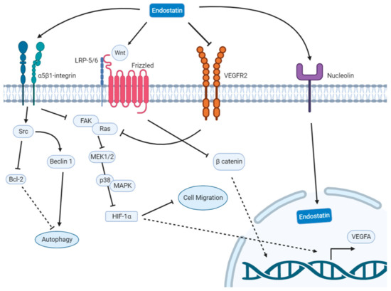 Collagen XVIII/endostatin is necessary for the organization of CF