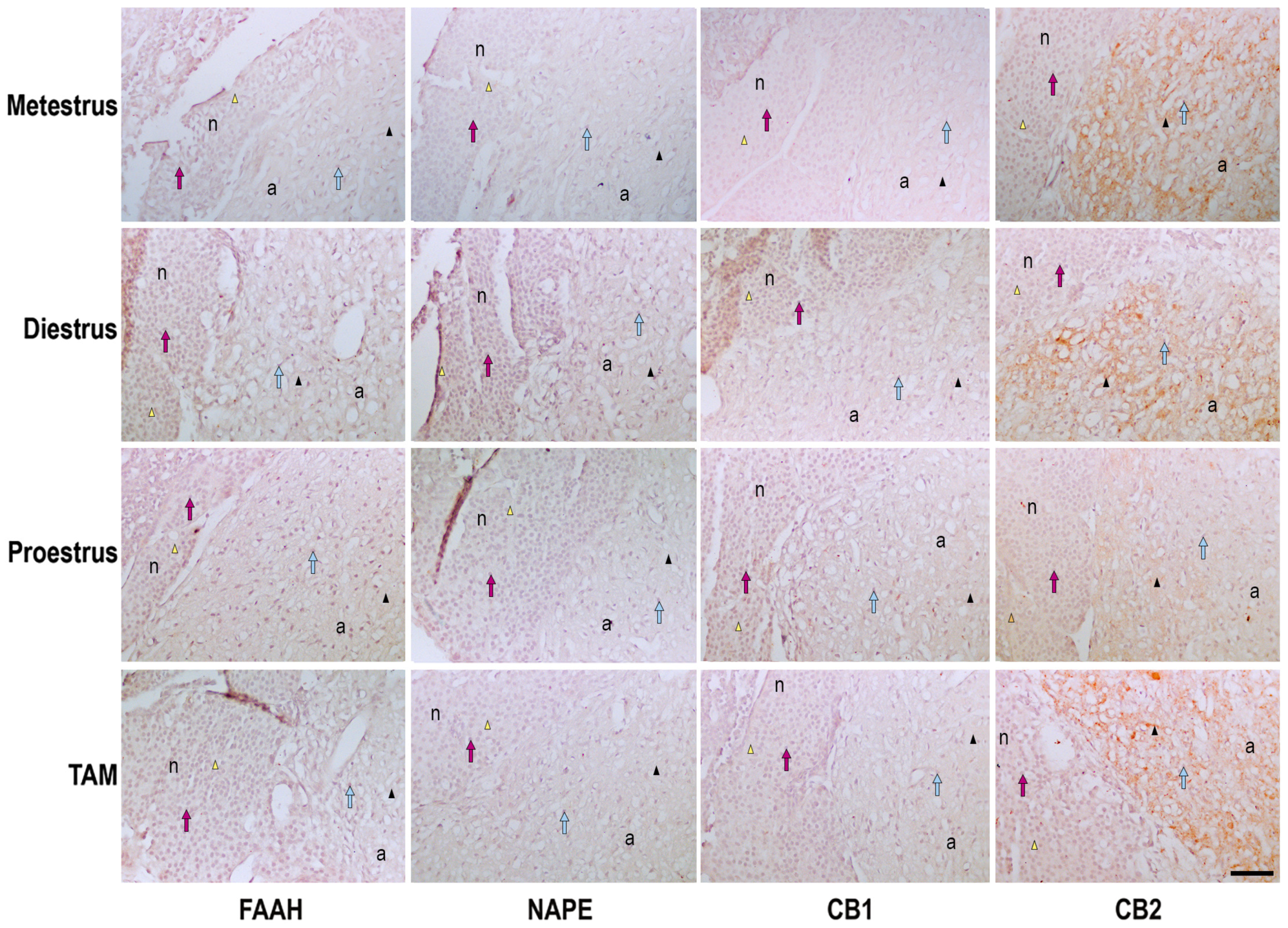 Biomedicines 11 00720 g002 Biomedicines 11 00720 g002