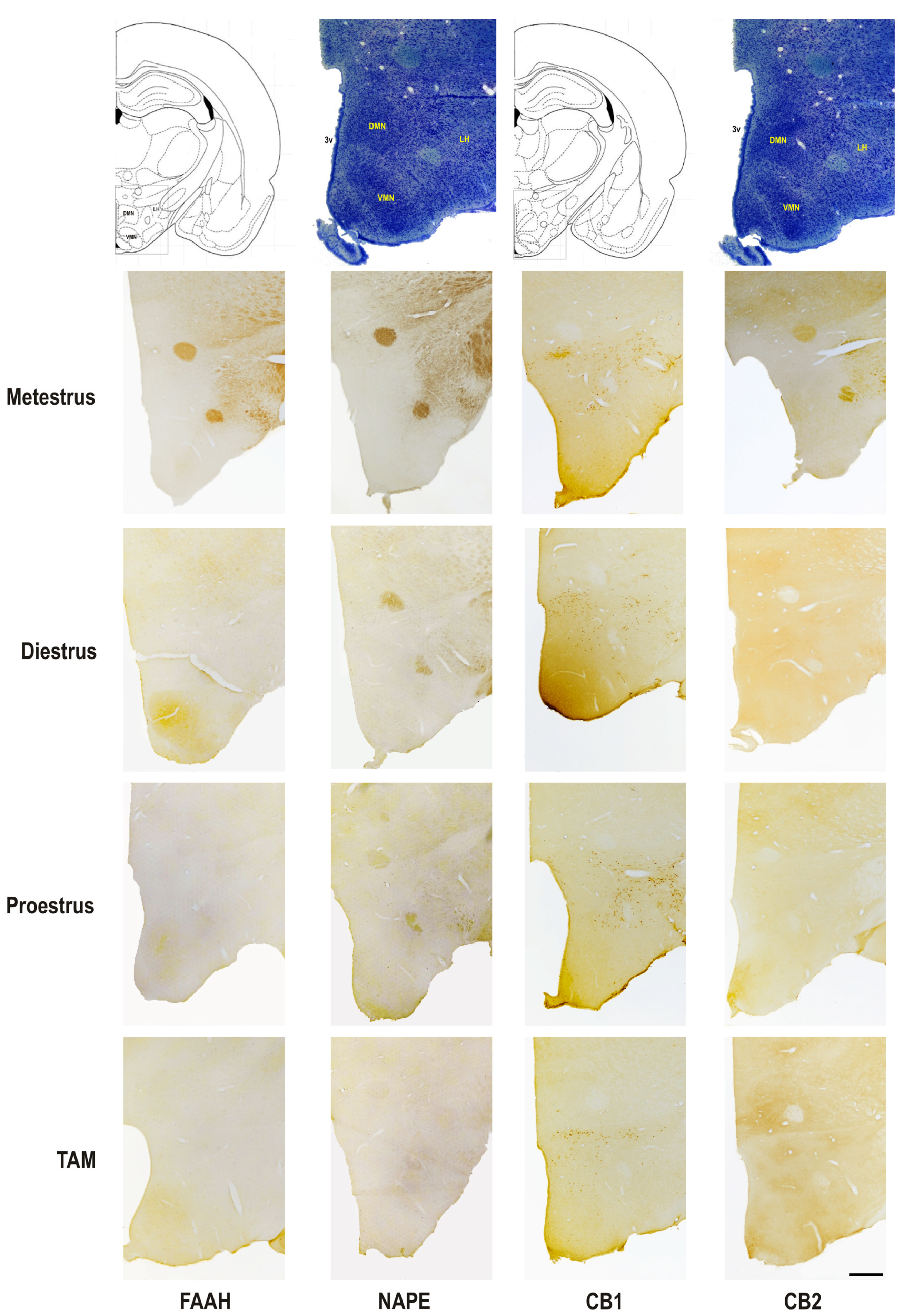 Biomedicines 11 00720 g004 Biomedicines 11 00720 g004