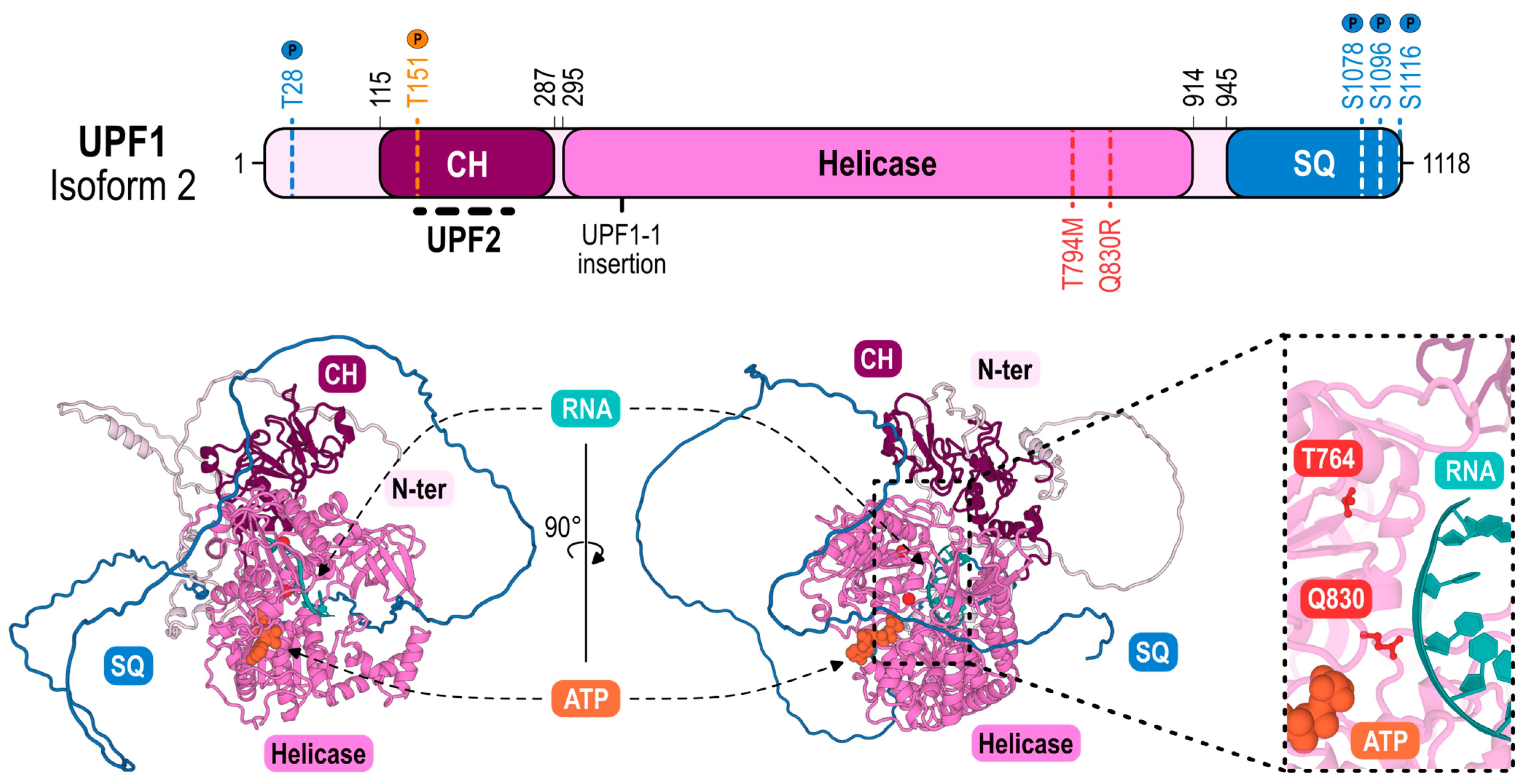Biomedicines 11 00722 g002