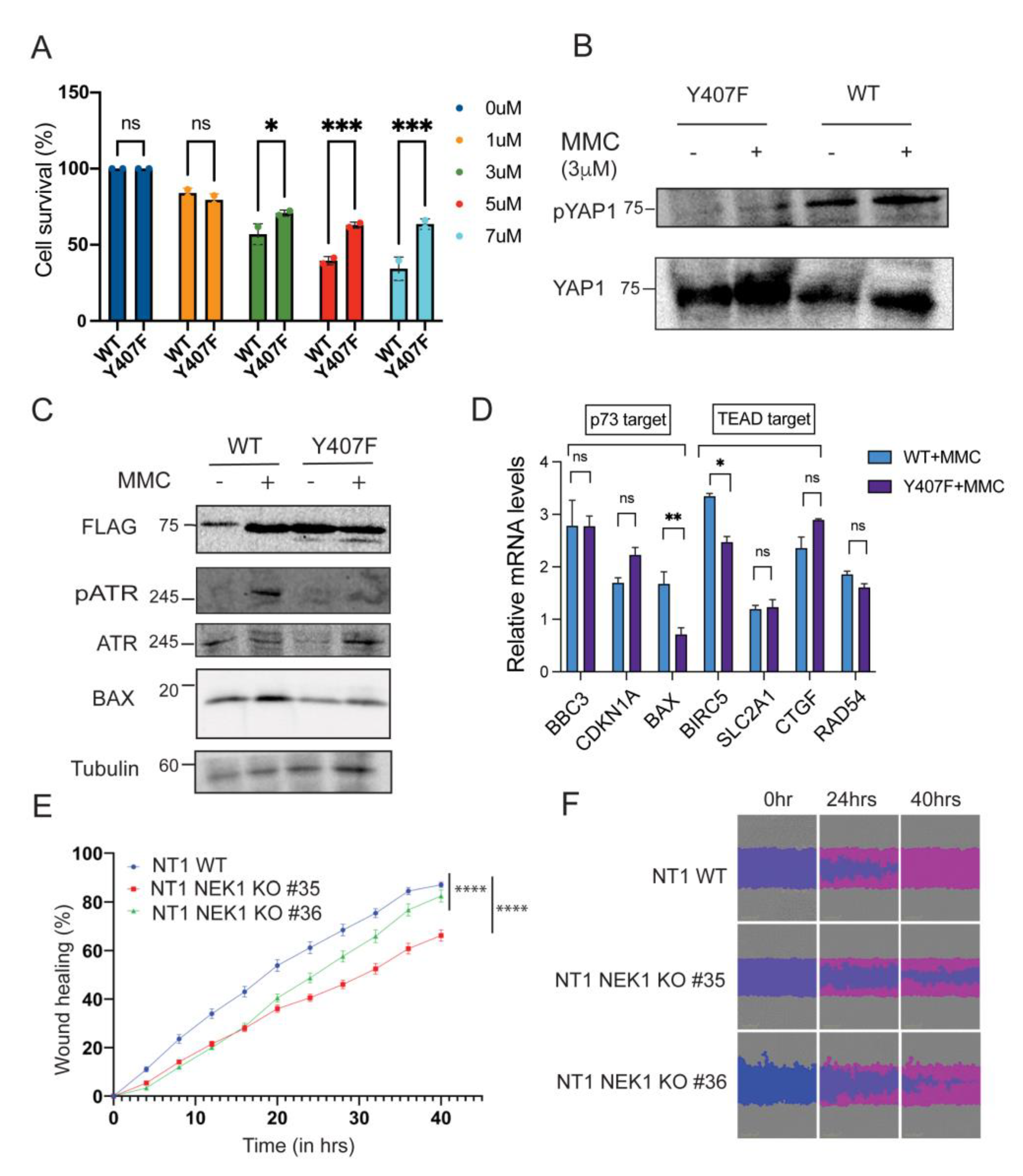 Biomedicines 11 00734 g002 Biomedicines 11 00734 g002