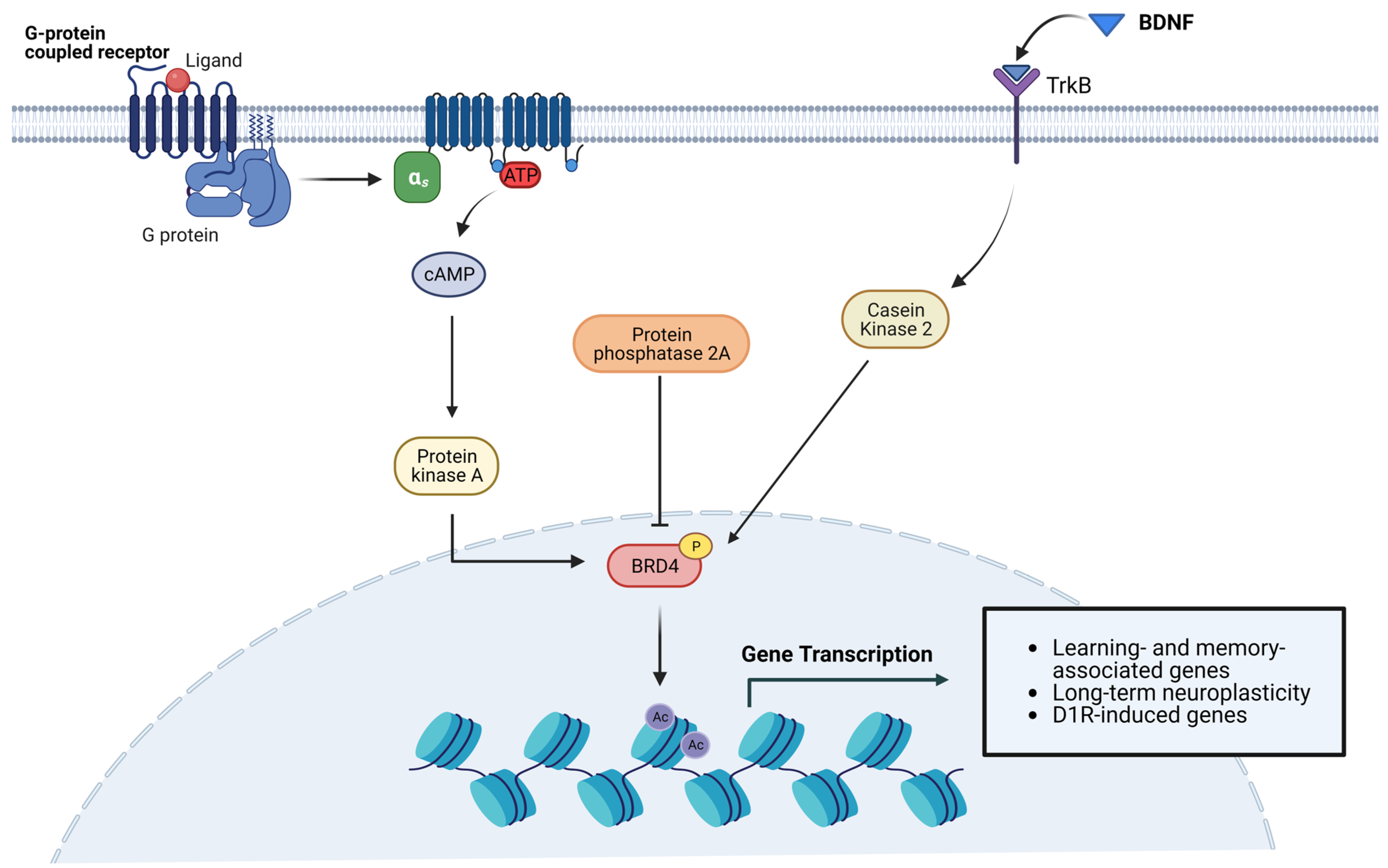 Biomedicines 11 00750 g002