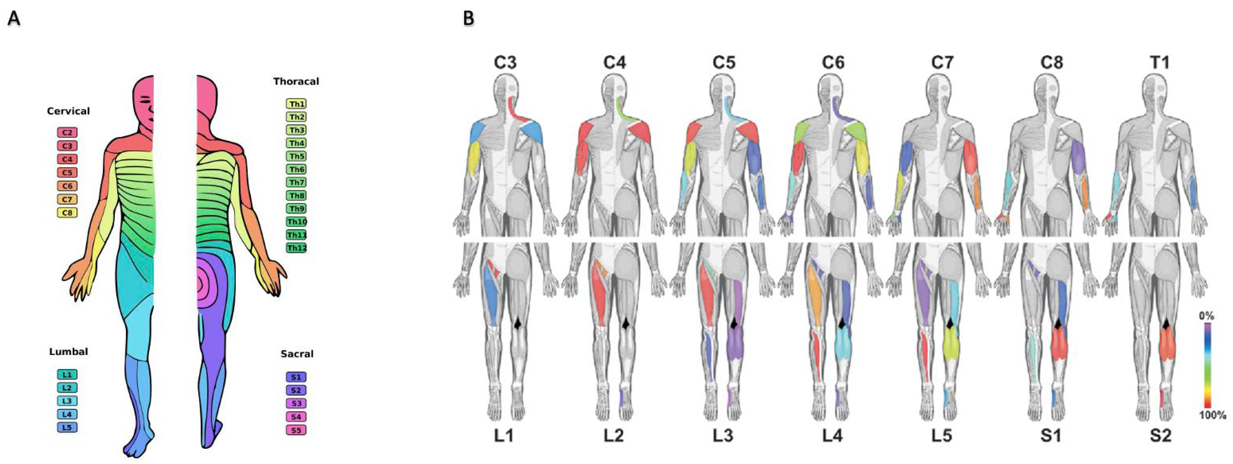 Biomedicines Free Full-Text Differentiating Lumbar Spinal Etiology from Peripheral Plexopathies image