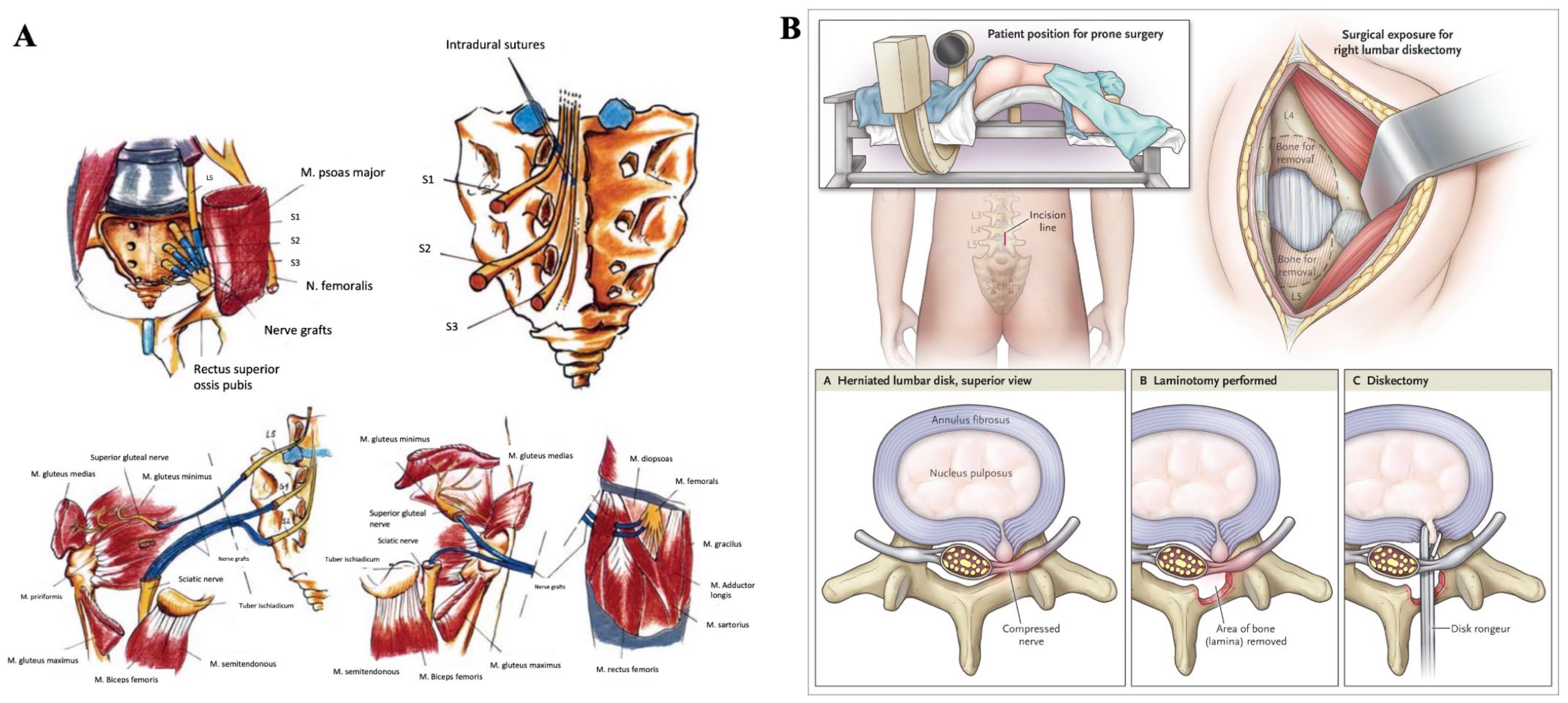 Biomedicines 11 00756 g005