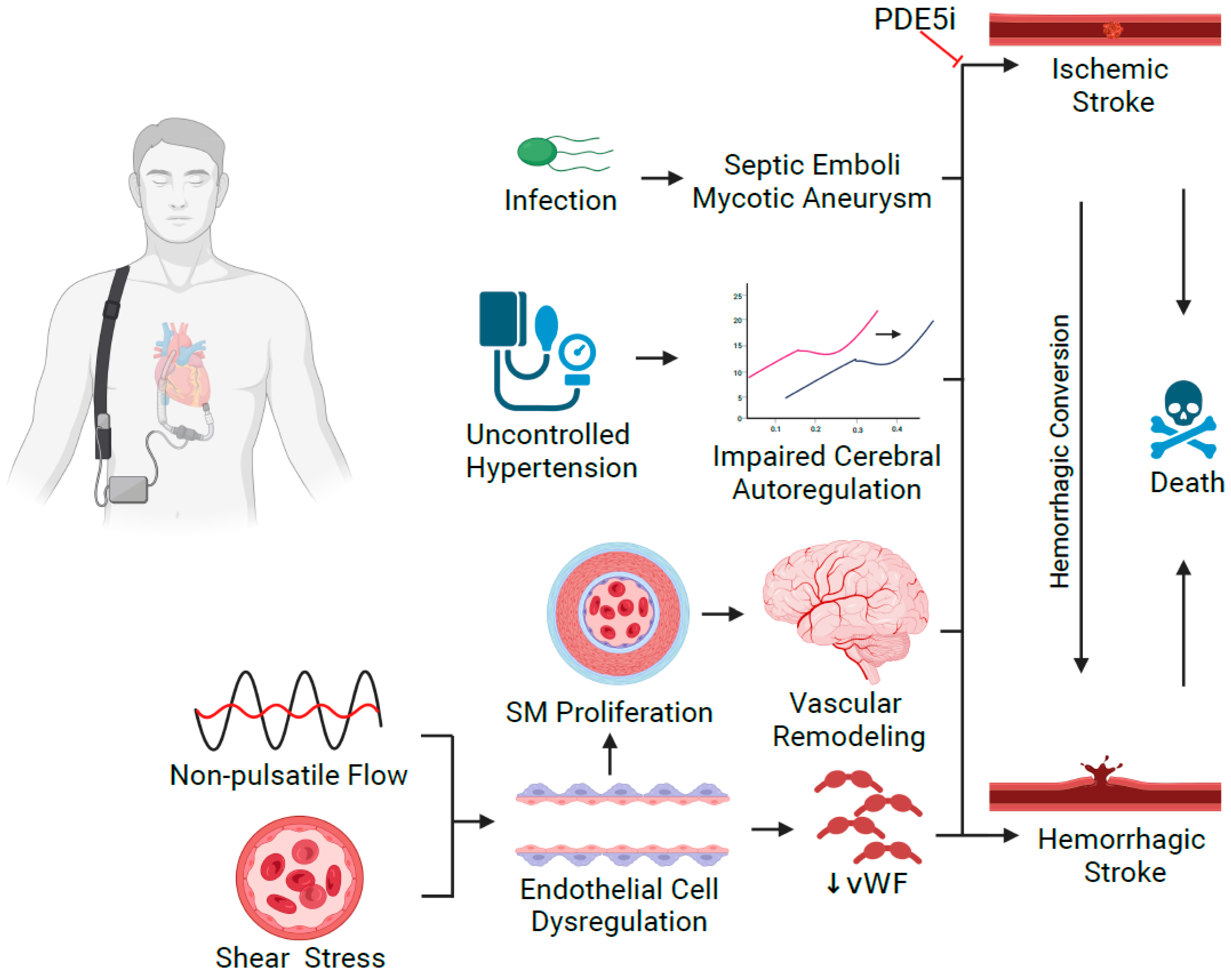 Biomedicines 11 00757 g001