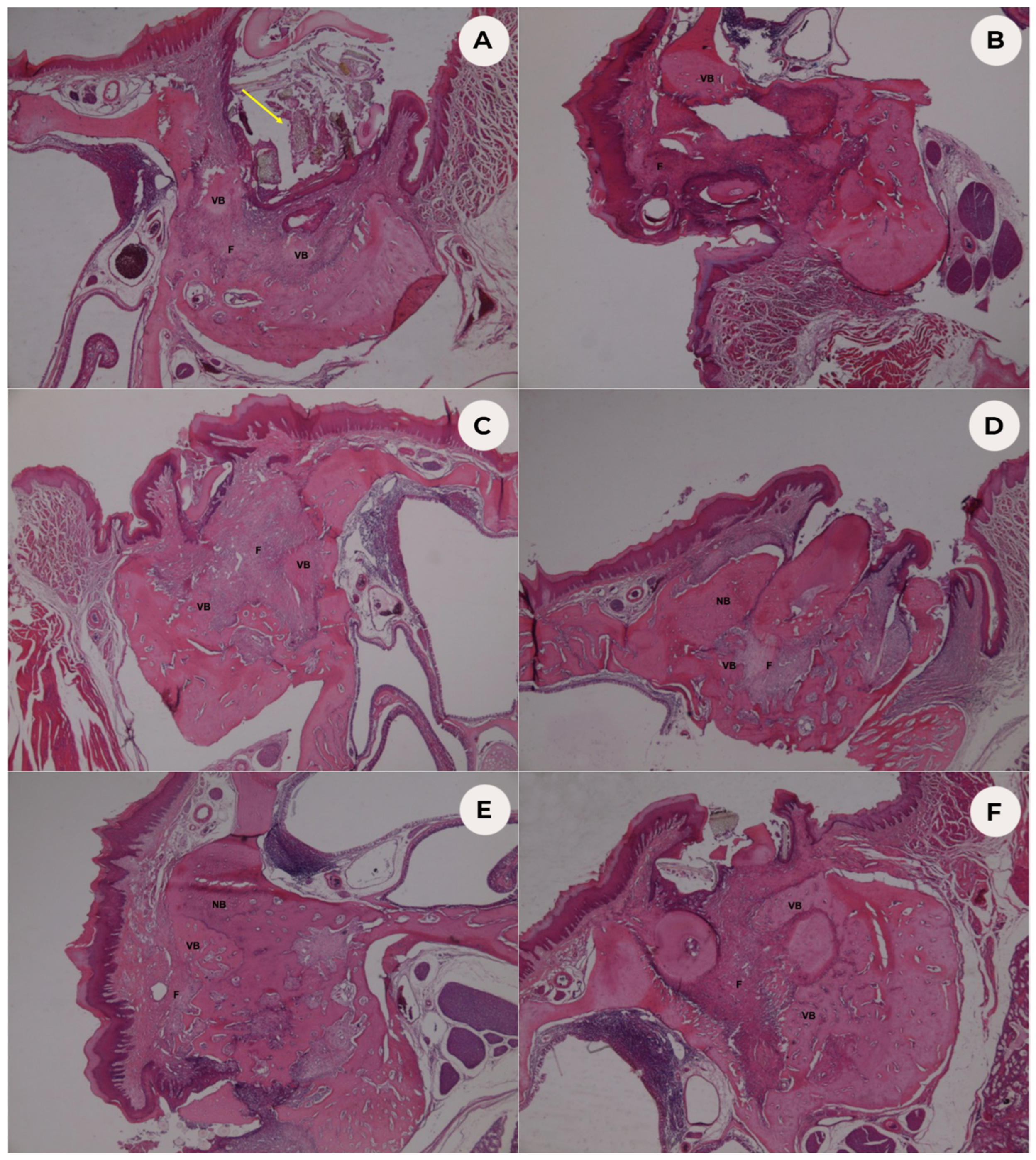 Biomedicines 11 00758 g001