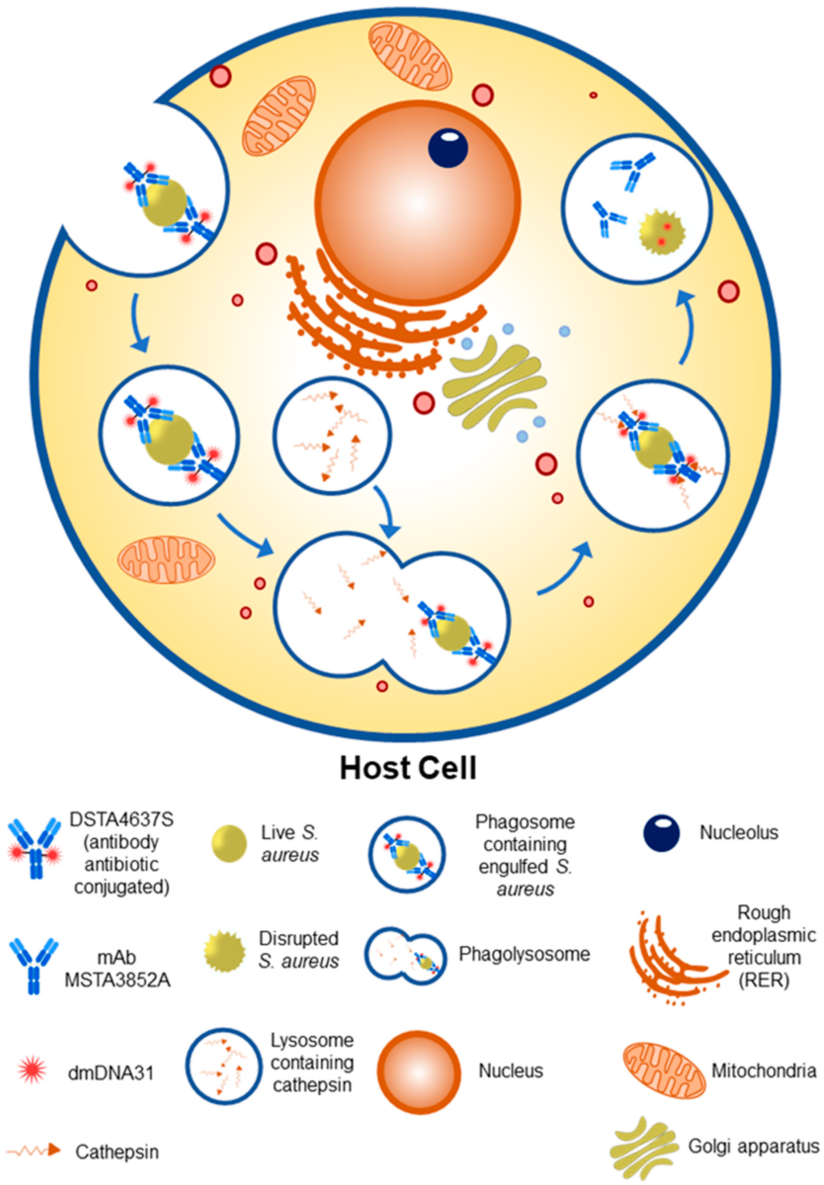 Biomedicines 11 00765 g004 Biomedicines 11 00765 g004