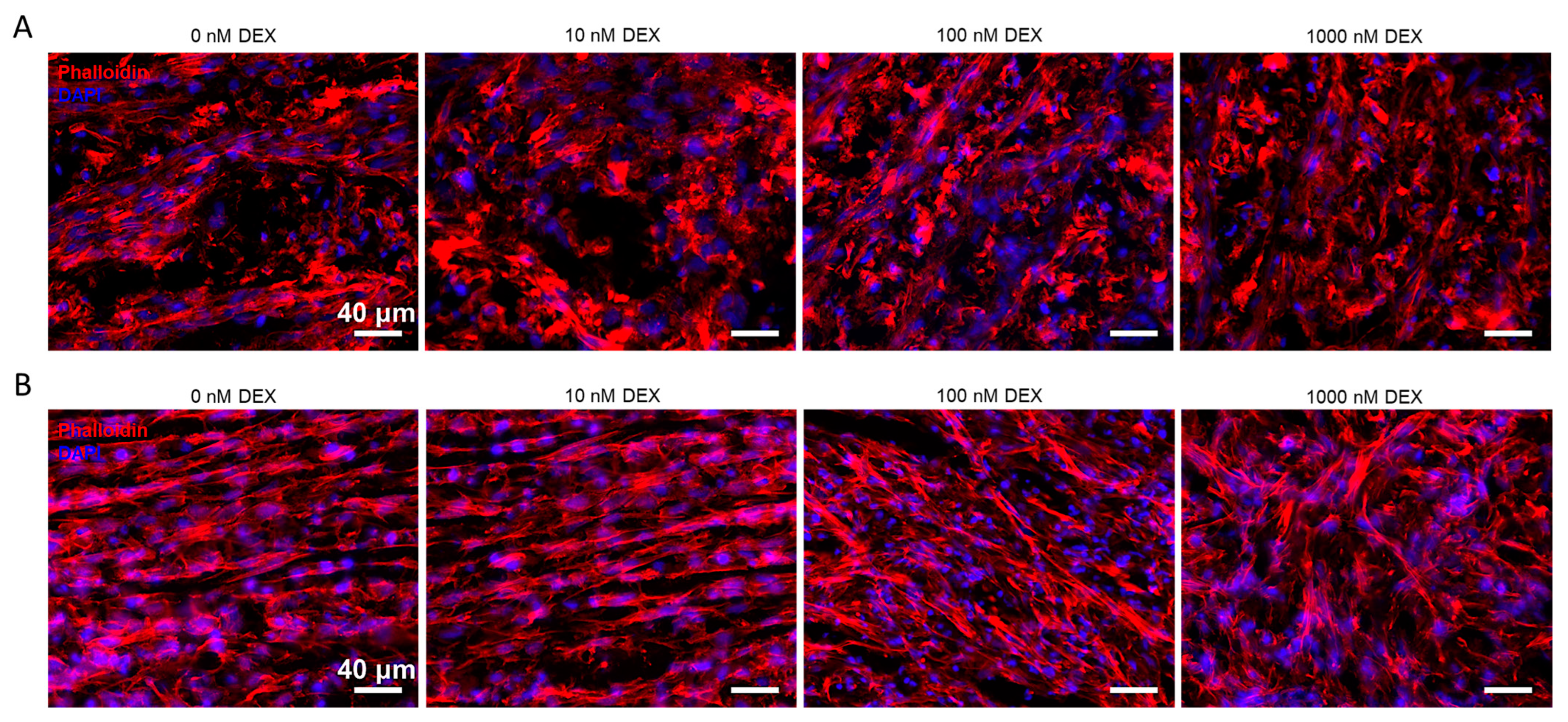 Biomedicines 11 00772 g004