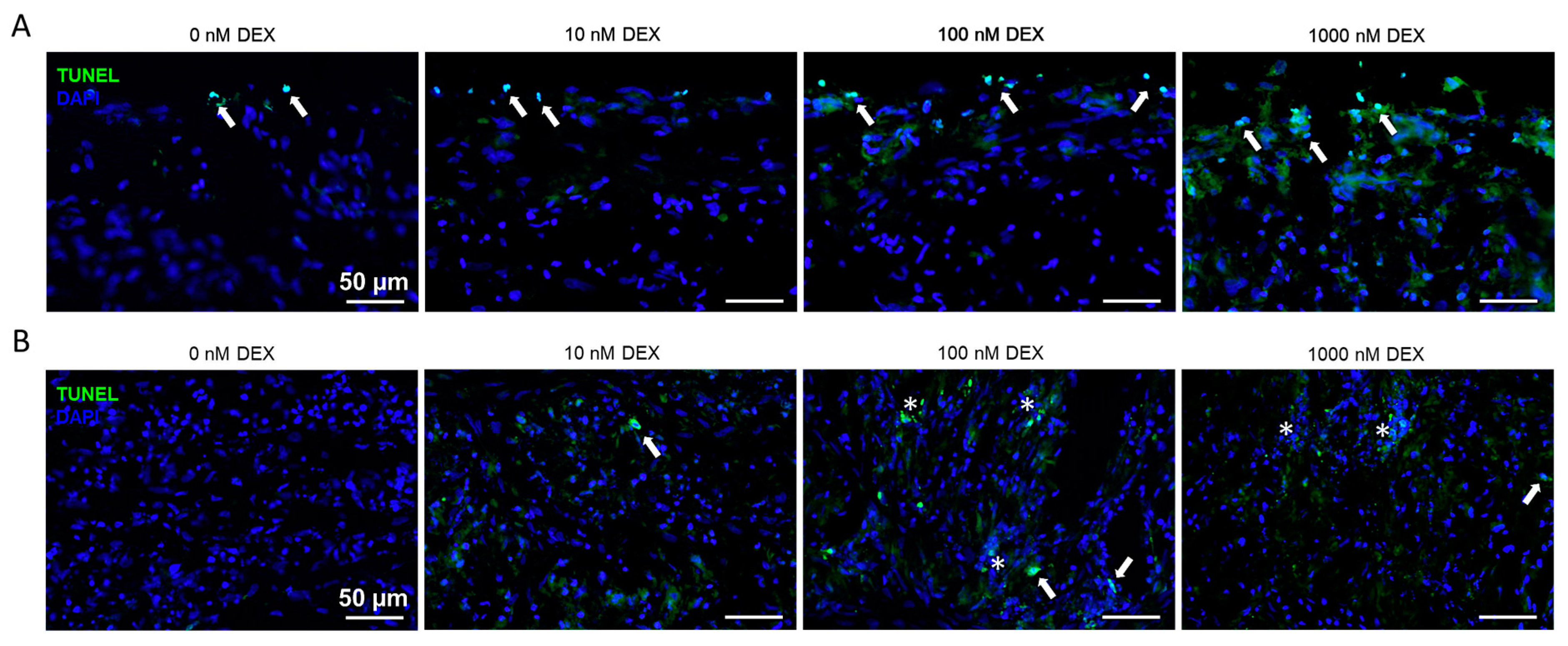 Biomedicines 11 00772 g006