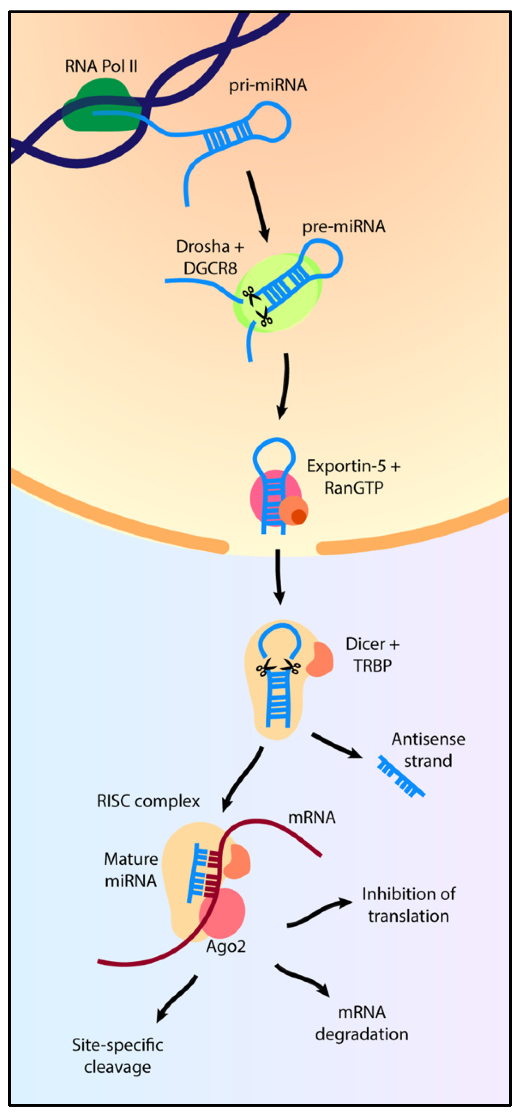 The Role of miRNAs in Neuropathic Pain