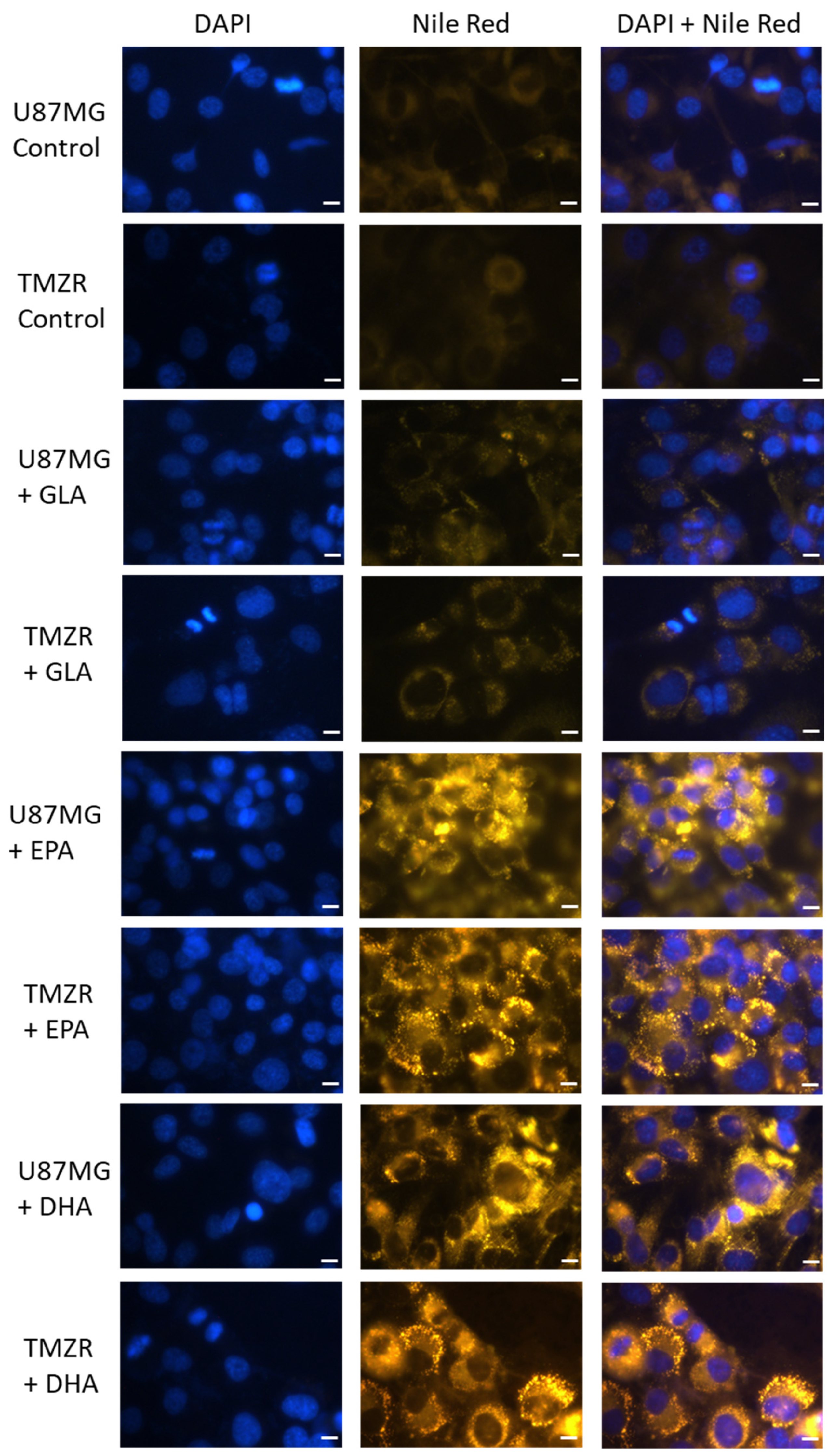 Biomedicines 11 00779 g008