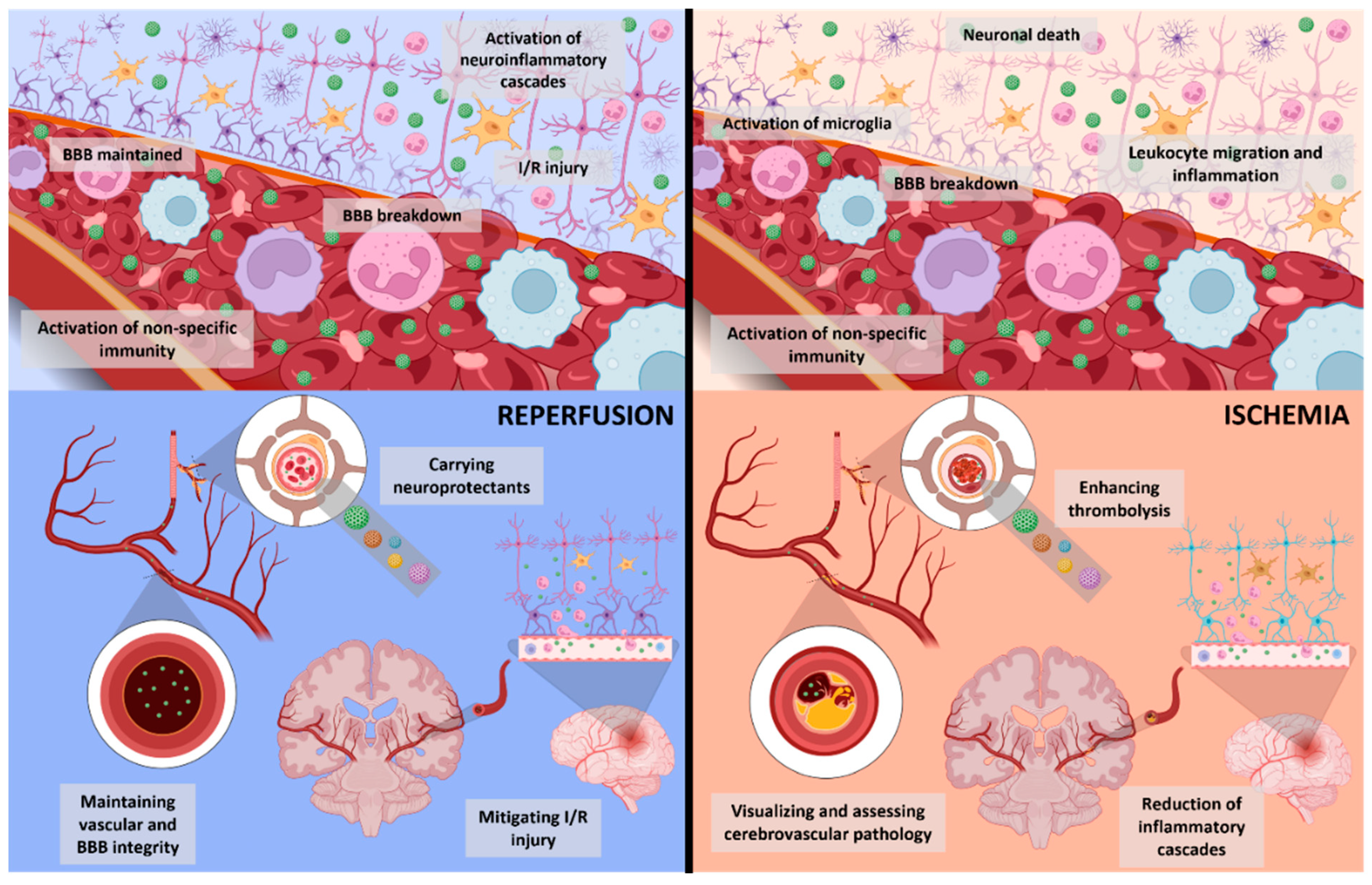 Biomedicines 11 00780 g003 Biomedicines 11 00780 g003
