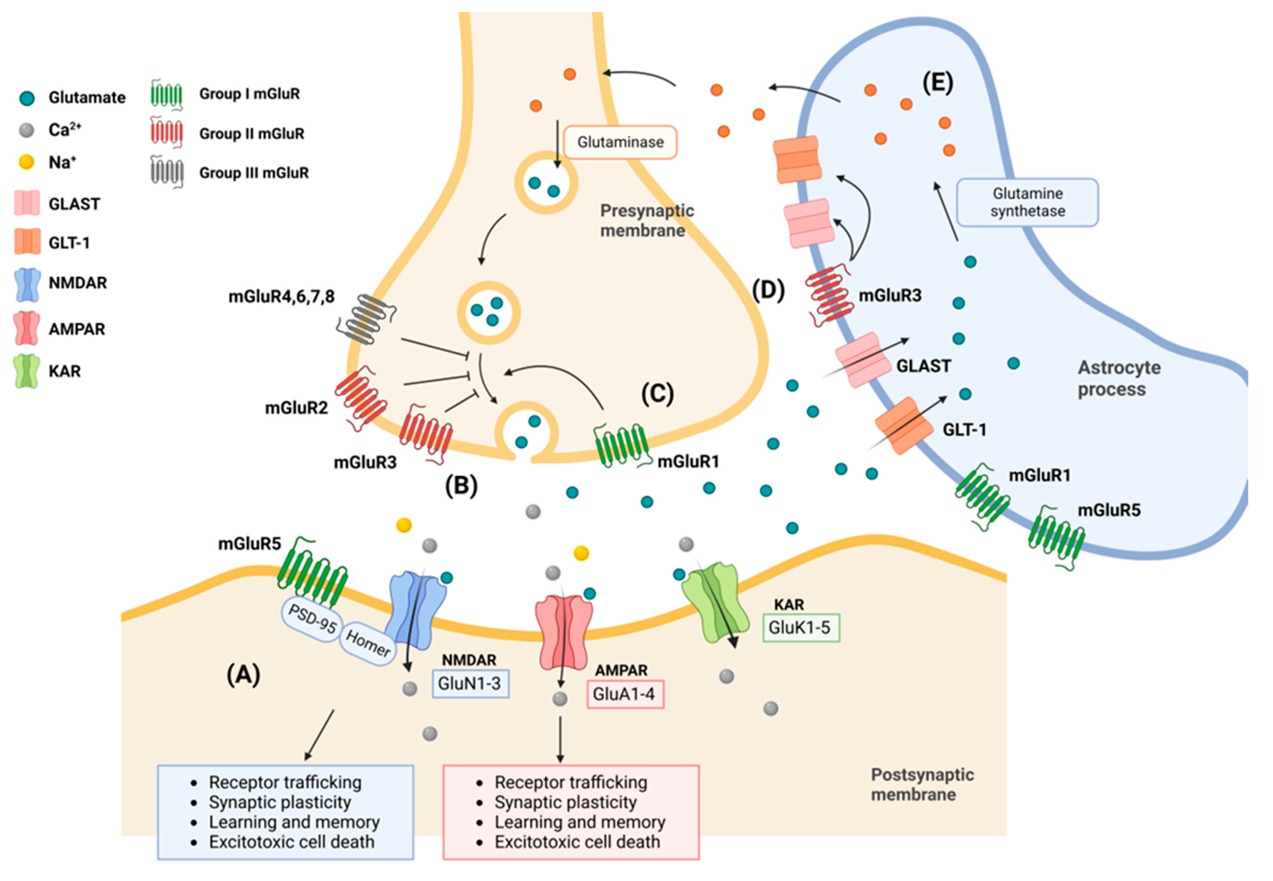 Frontiers  Astrocyte Glutamate Uptake and Signaling as Novel Targets for  Antiepileptogenic Therapy