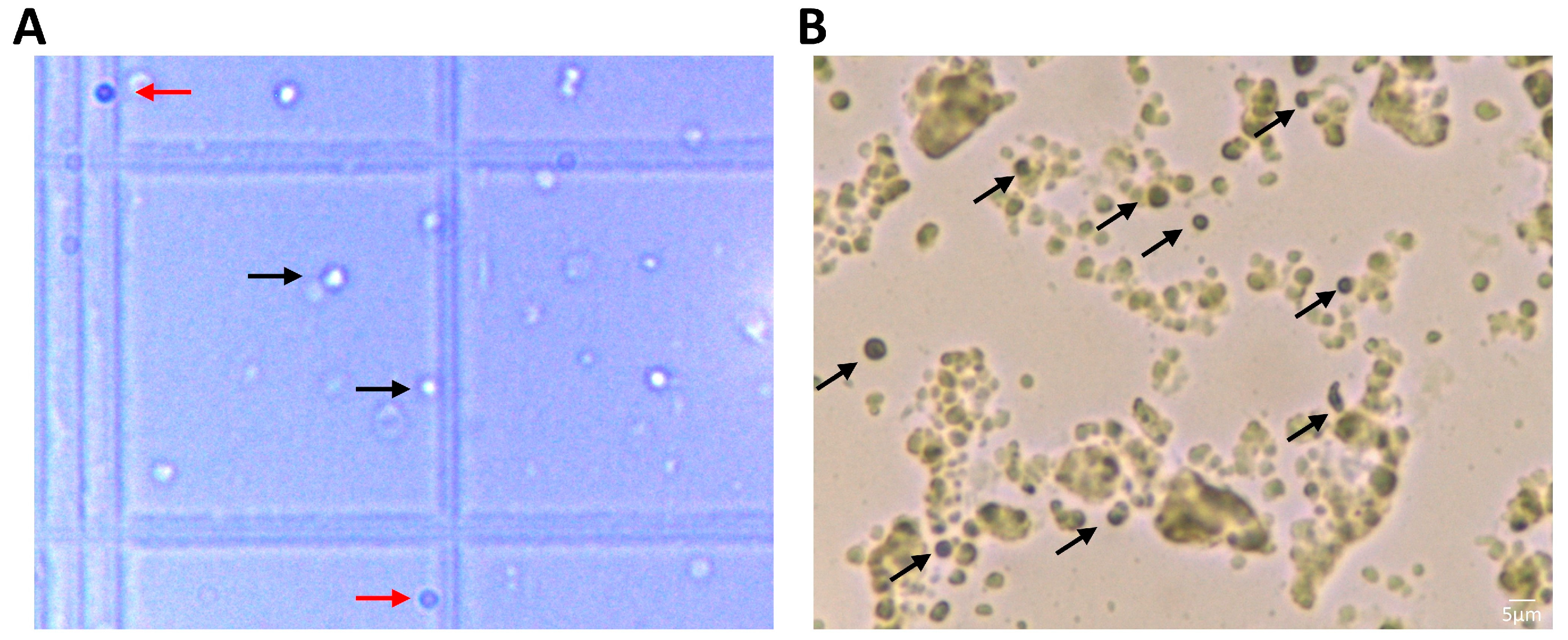 Biomedicines 11 00787 g002